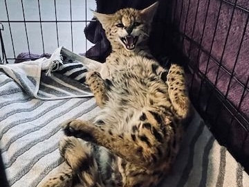 Le serval, âgé de quelques mois, a été déposé dans un état grave le 16 octobre chez un vétérinaire qui a prévenu l’Office français de la biodiversité de Paris petite couronne. DR