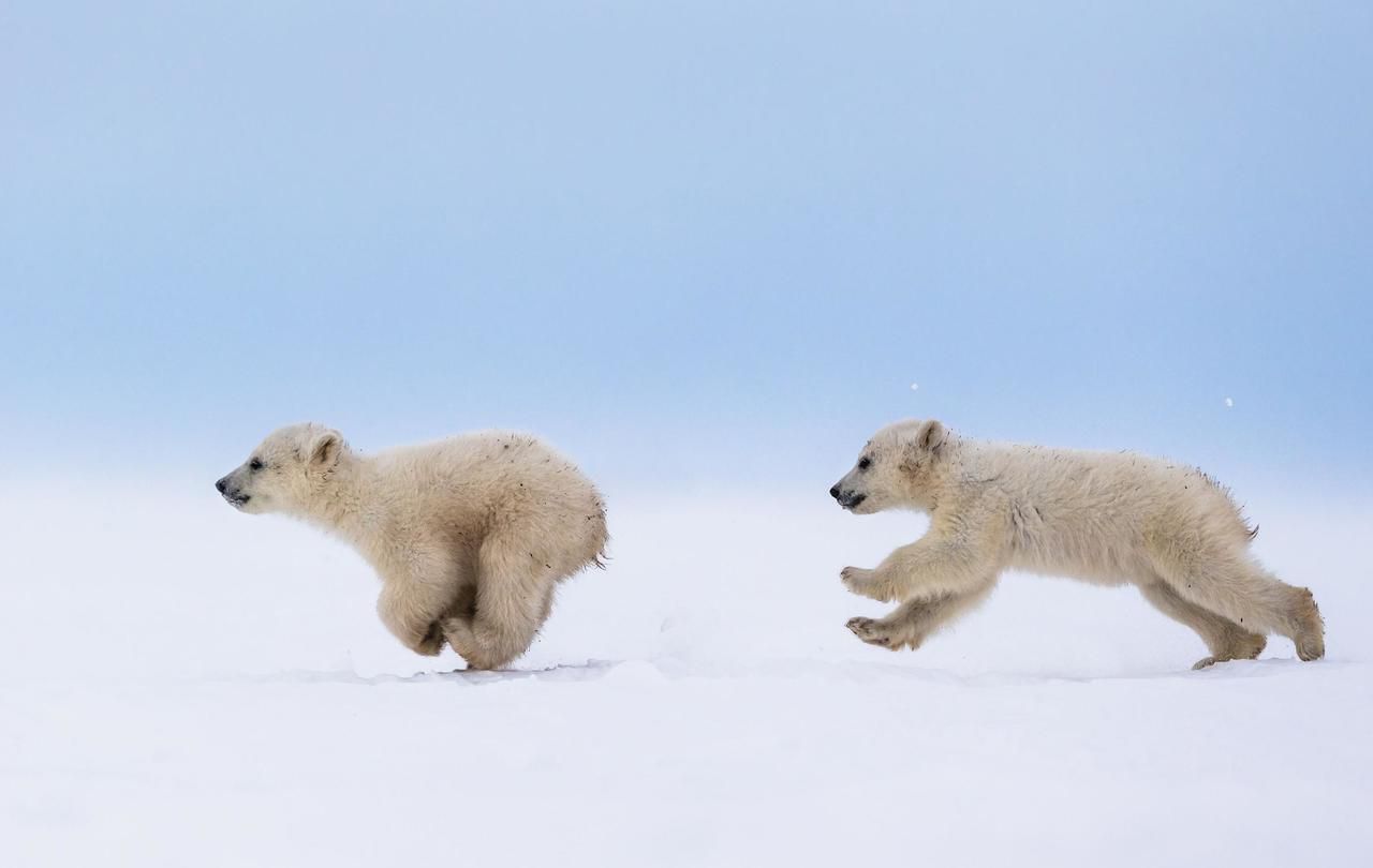 <b></b> Illustration. Découvrez les plus belles photos animalières tout ce week-end à Rambouillet. 