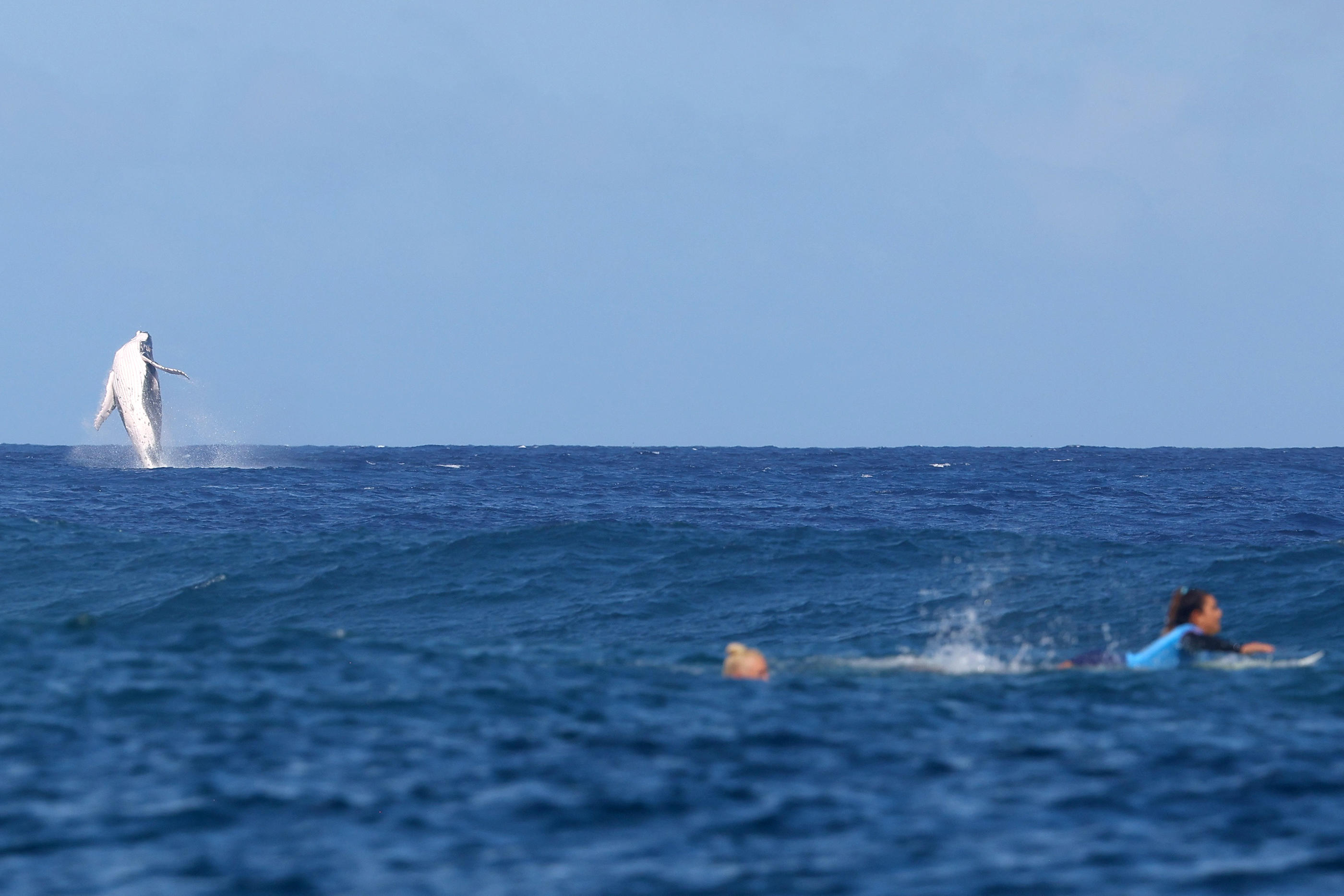 Un spectateur inédit s'est invité à l'occasion des épreuves de surf qui se disputaient ce lundi à Tahiti. REUTERS/Carlos Barria