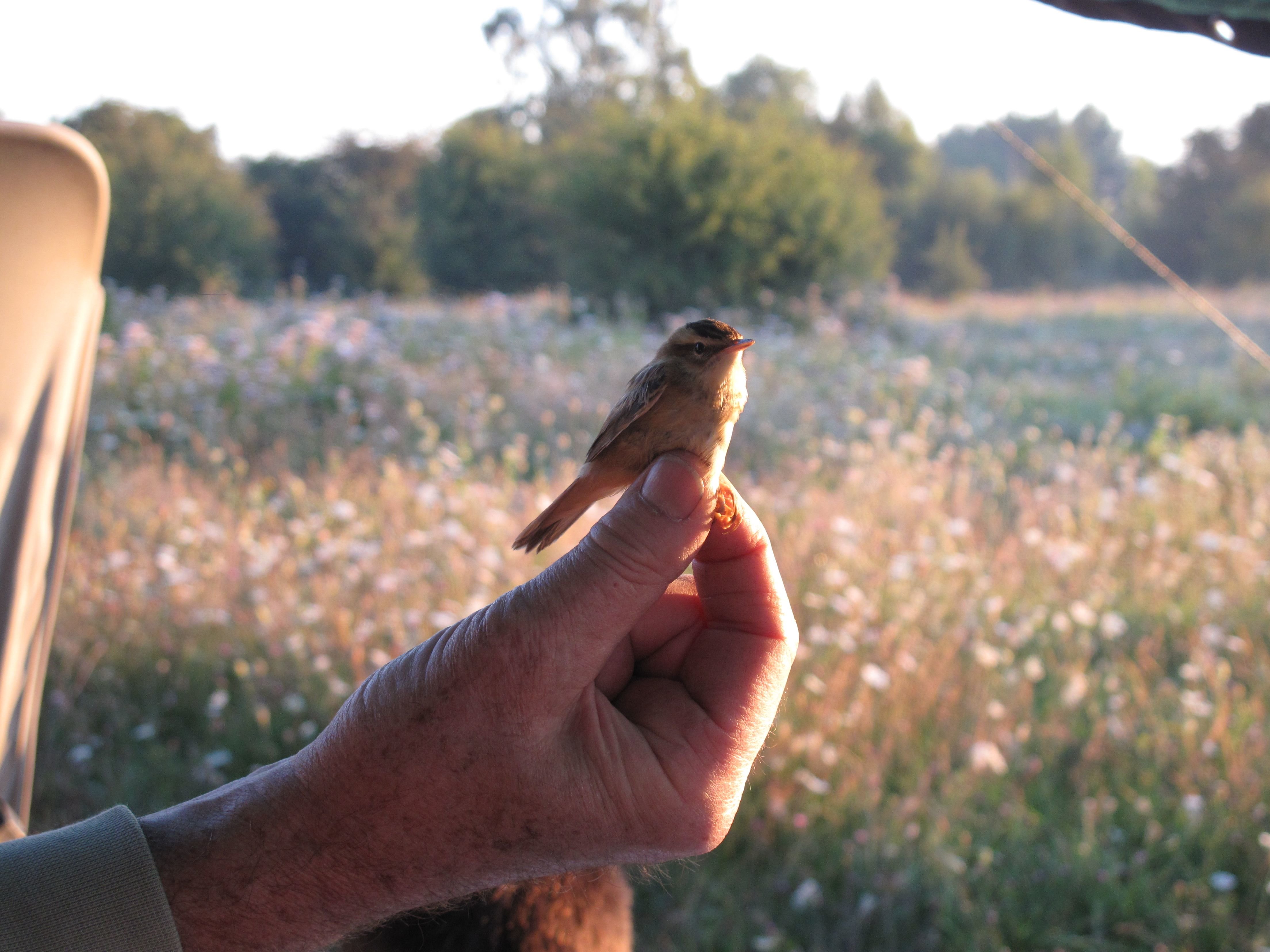 Le marais de Sacy (Oise), ici le jeudi 11 août, accueille 195 espèces d’oiseaux, contre 40 dans un jardin public classique. LP/Maëlle Roudaut