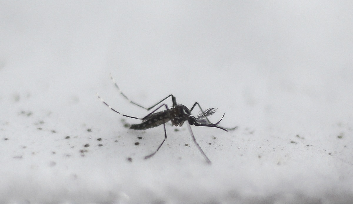La dengue est une maladie qui se transmet à l’être humain par des piqûres de moustiques tigres, du genre Aedes. (Illustration) AFP/Miguel Schincariol