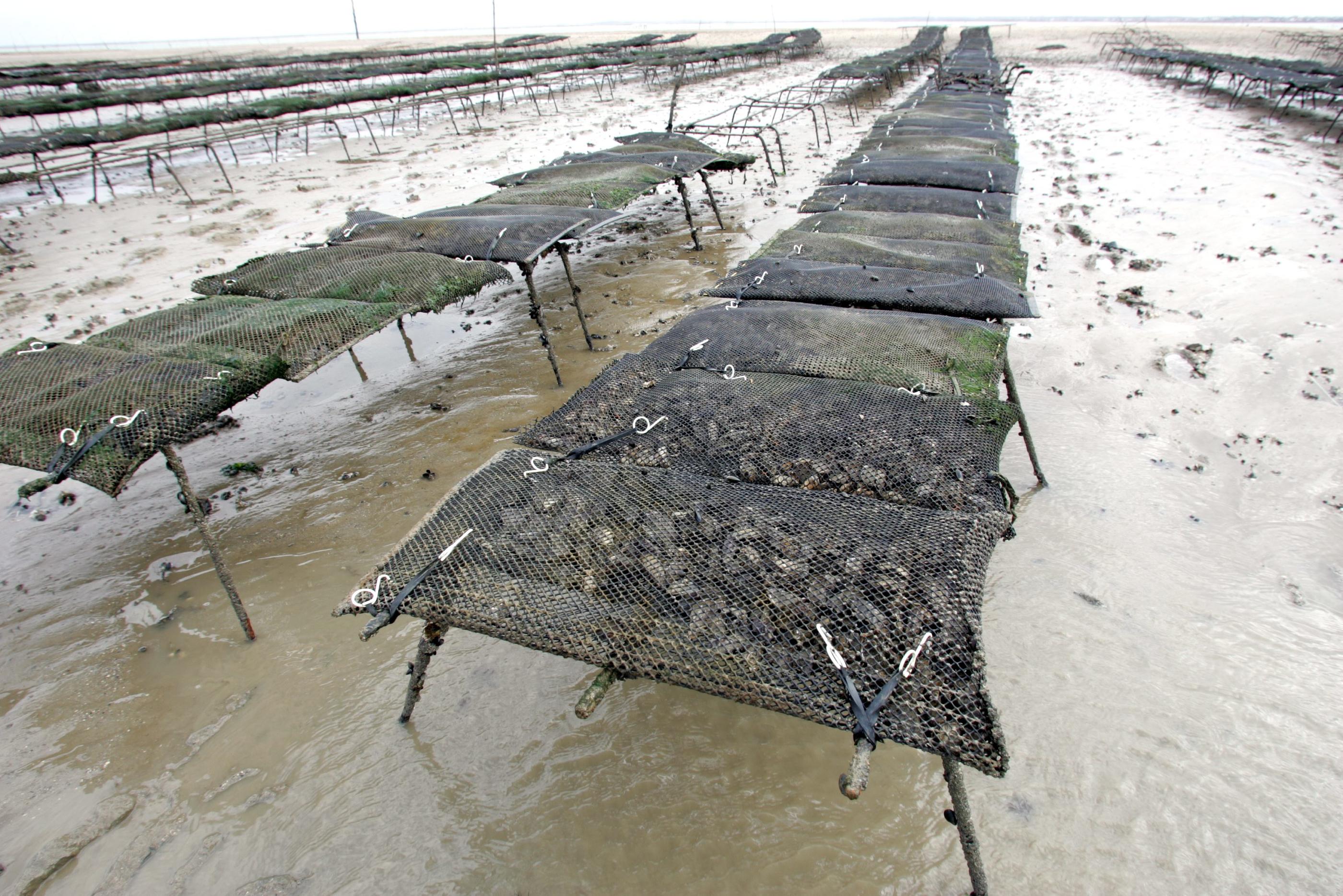 L'ostréiculture du bassin de Marennes-Oléron, près de la Rochelle (Charente-Maritime), ne commercialisera plus d'huîtres affinées dans les claires entre le 1er juin et le 31 août. LP/Olivier Lejeune