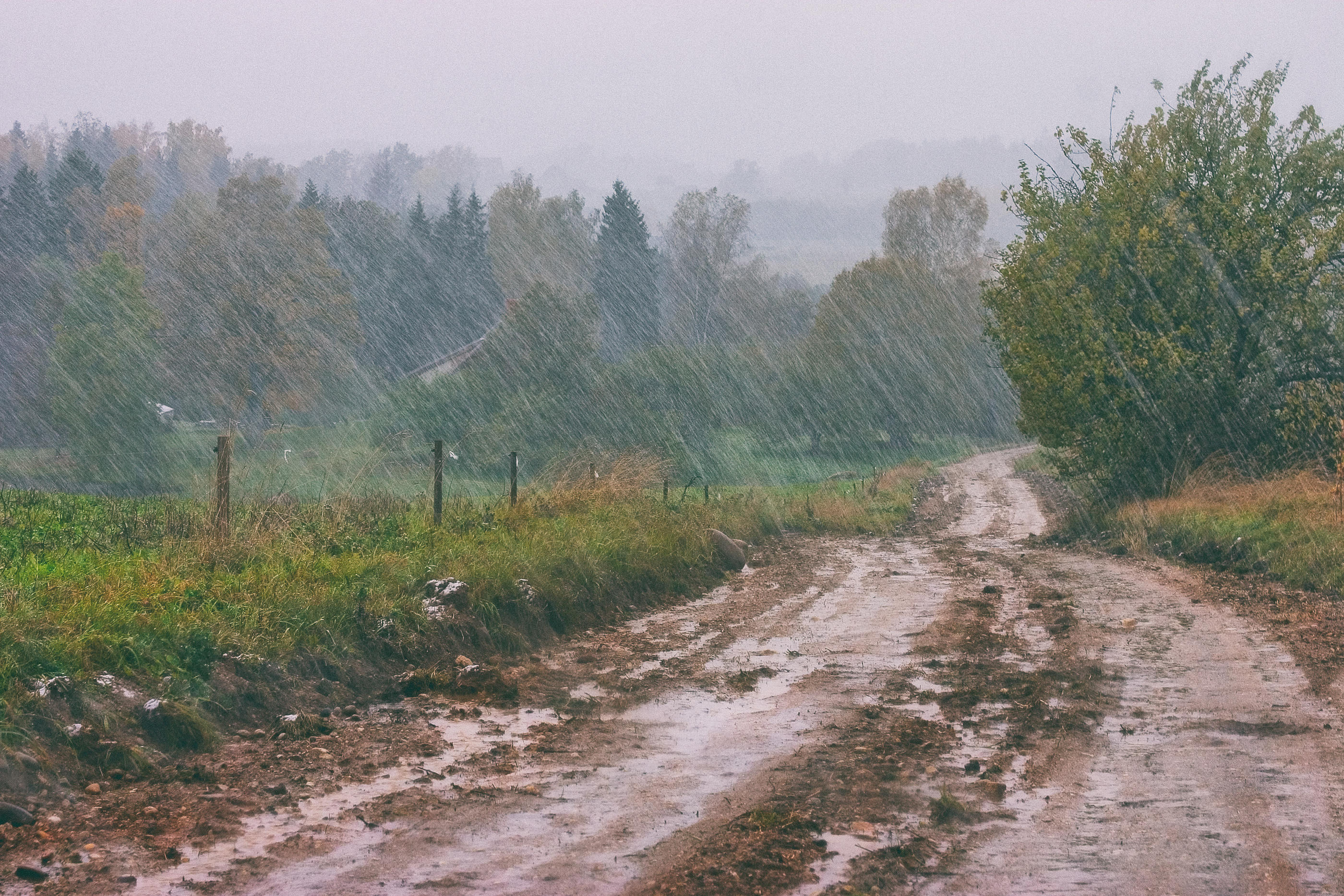 Les pluies du mois de juillet et de ce début août ont beaucoup bénéficié aux sols, mais l'eau est très vite absorbée par la végétation (Illustration). Istock