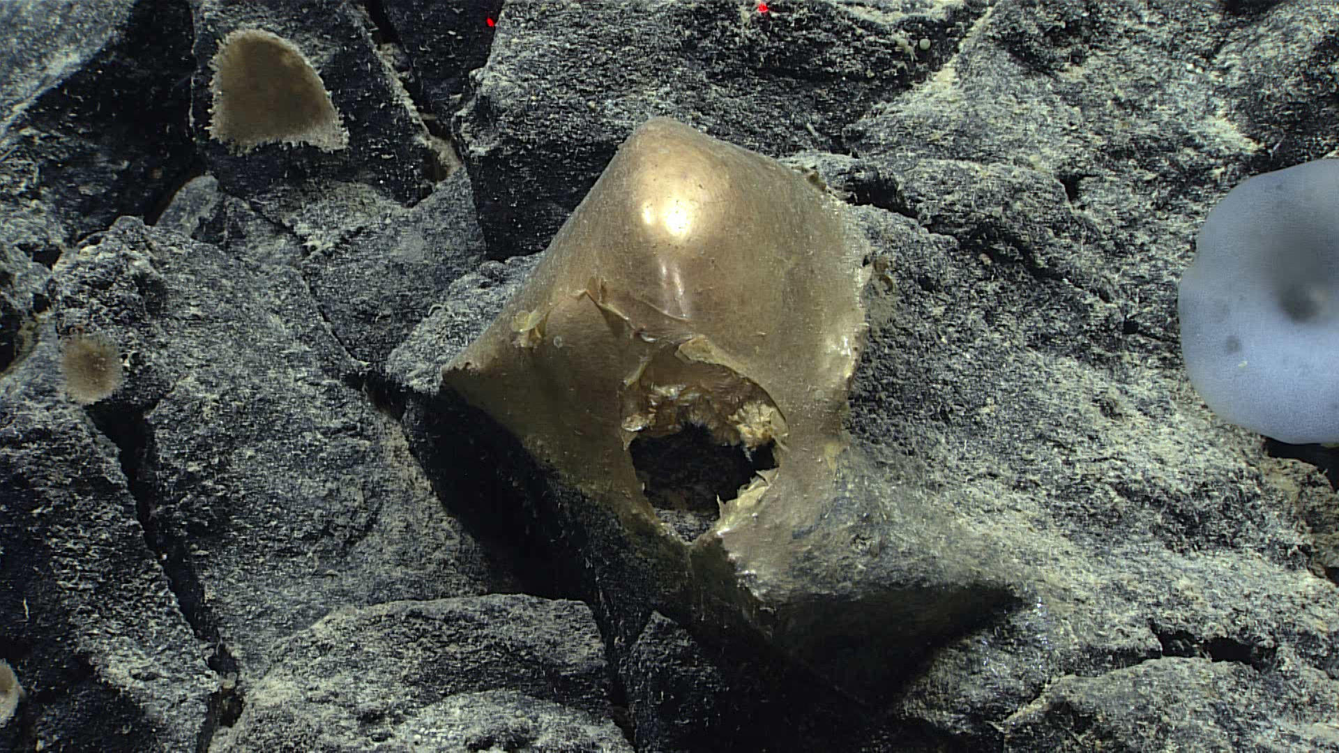 Cet objet marin de couleur dorée a été extrait d'une roche au fond de l'océan Pacifique le 30 août. AFP/Courtesy of NOAA Ocean Exploration, Seascape Alask
