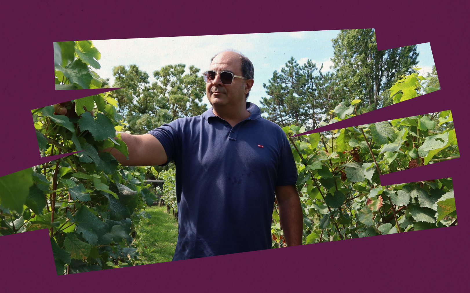 Avec les vignes d'Épinay-sur-Seine, Emmanuel Monteau veut renouer avec l'histoire viticole de la ville, qui remonte au IXe siècle. Le Parisien DA - LP/Alexandre Arlot