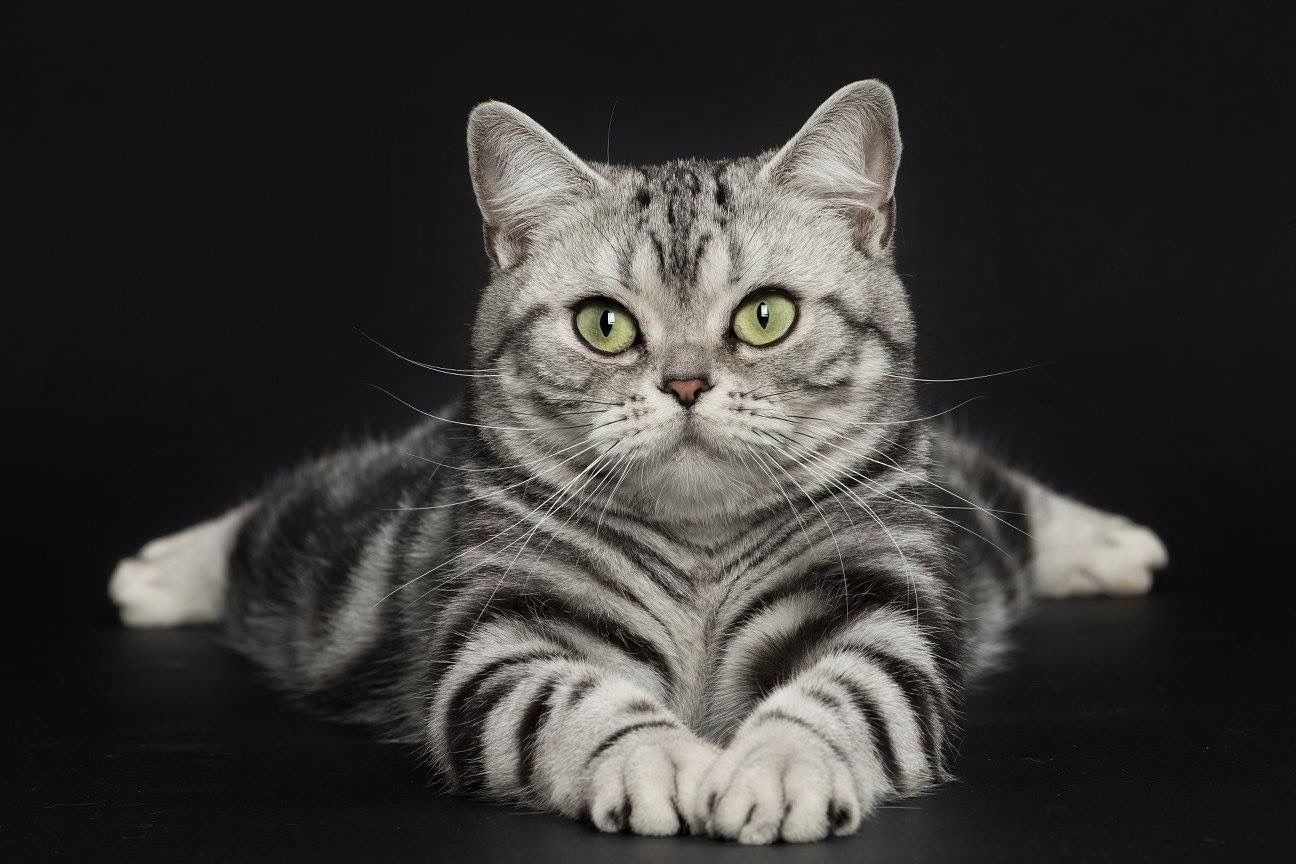Un chat de race British shorthair, qui fera partie des matous présentés au Salon international du chat au Pavillon Baltard. Cette race sera mise en lumière samedi au salon. /AFPL