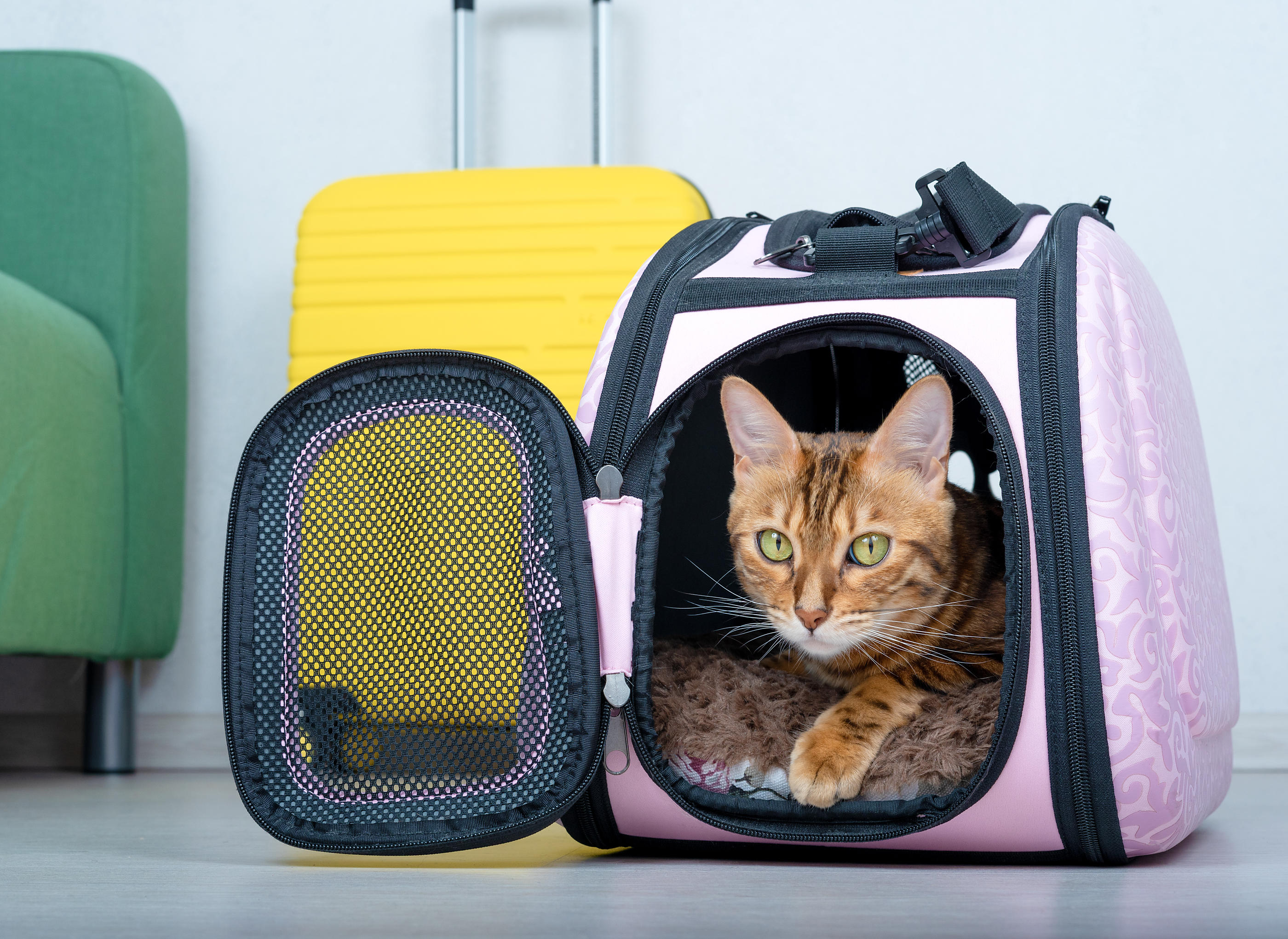 Pendant les vacances, les petits chiens et les chats doivent voyager dans un sac de transport. Photo Istock