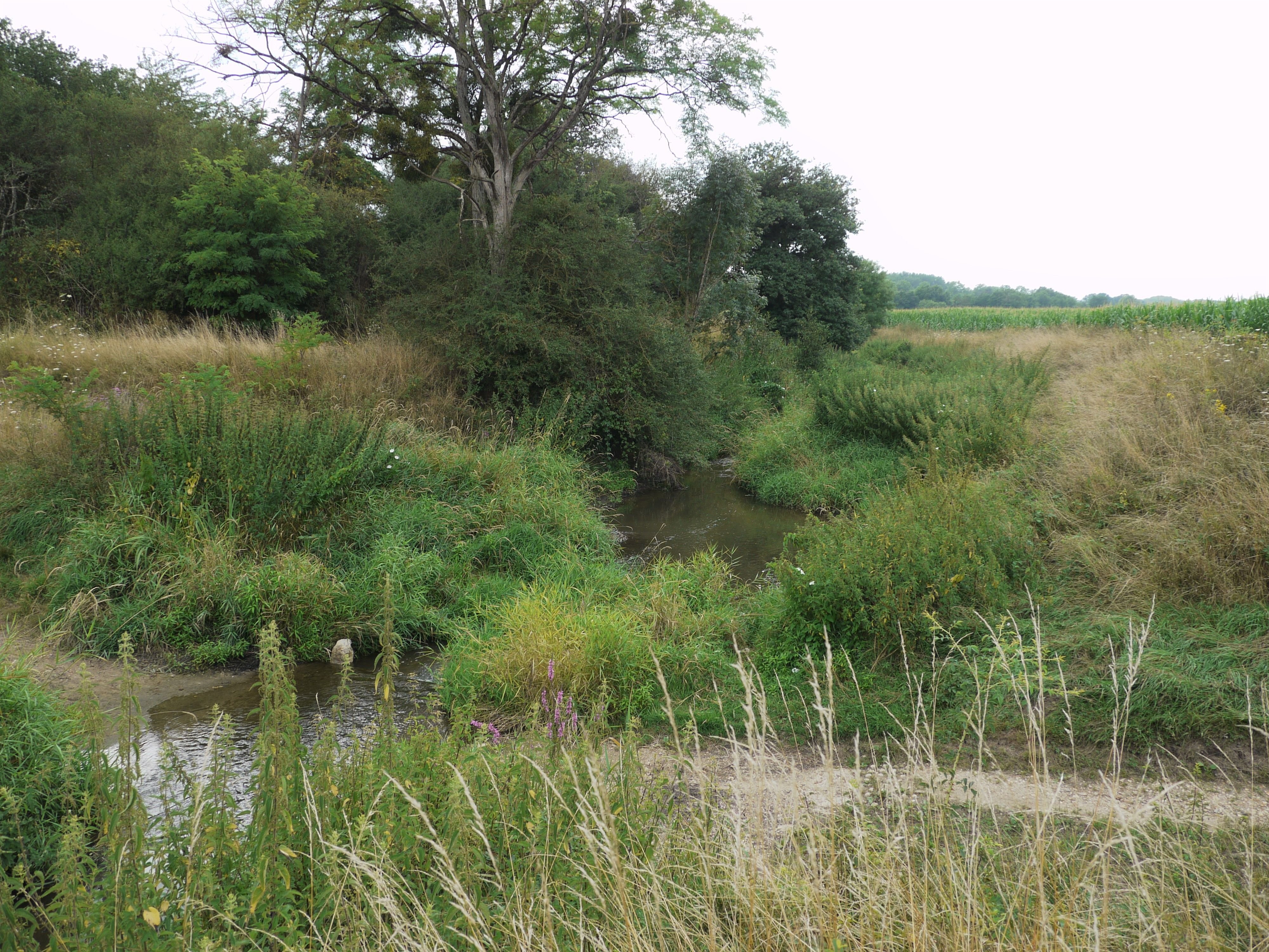 Le débit du Dhuy à Sandillon (Loiret) est très faible en cette fin de juillet 2022, période où les eaux sont les plus basses. LP/Elodie Cerqueira