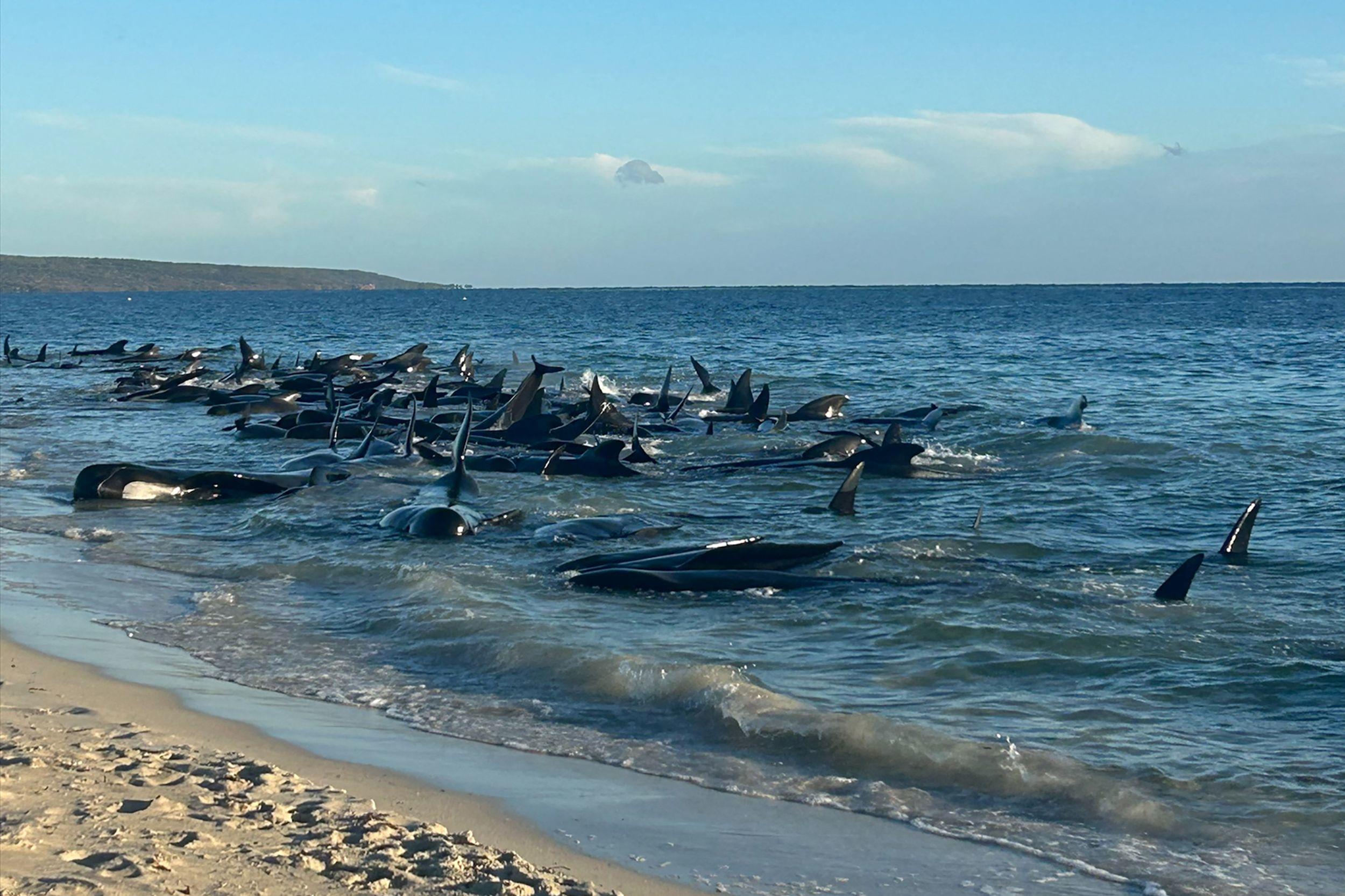 Les 160 dauphins se sont échoués sur une plage à l’extrémité sud-ouest de l’Australie. AFP Photo/Department of Biodiversity, Conservation and Attractions