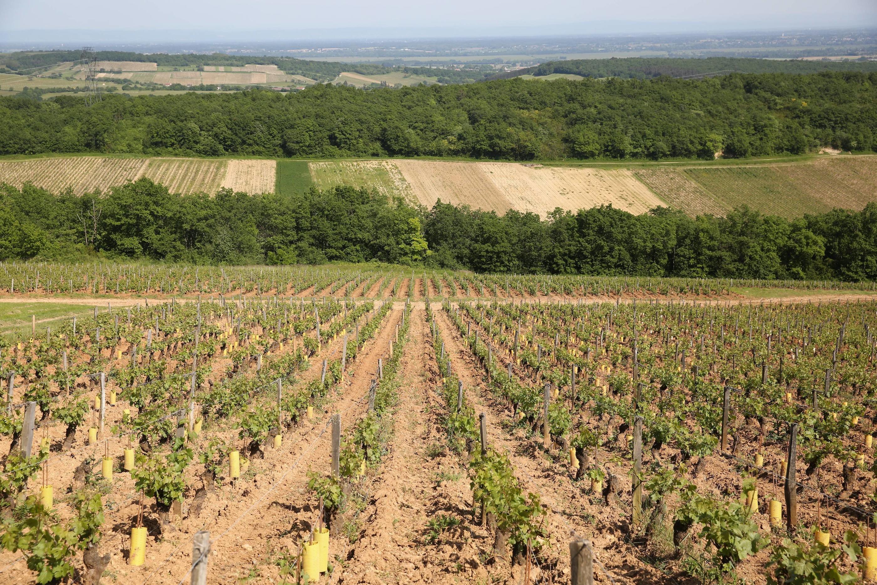 Des années durant, François a volé des grands crus chez les plus célèbres négociants de Bourgogne (Illustration). LP/Arnaud journois