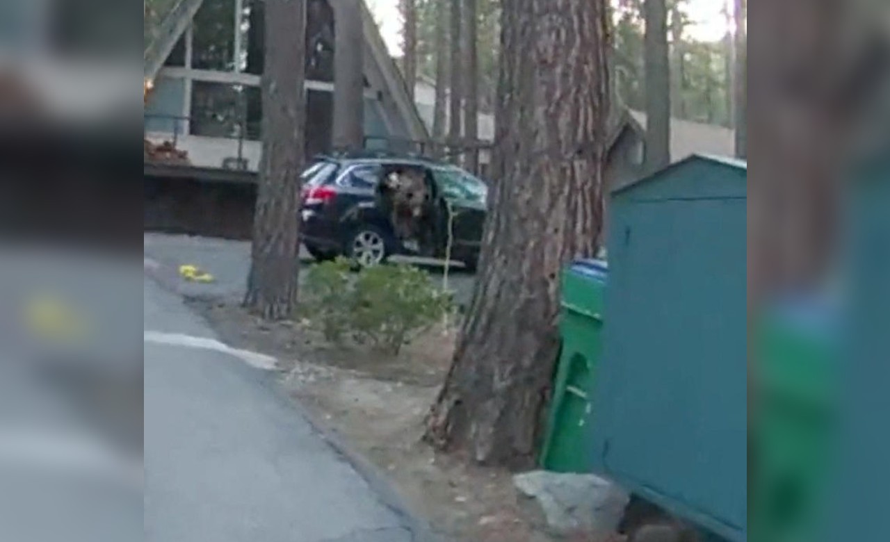 L'ours a été libéré d'une voiture par les policiers américains qui avaient déployé plusieurs mètres de corde, dimanche 28 mai sur un parking du comté de Washoe, dans le Nevada. Reuters/Washoe County sheriff's office