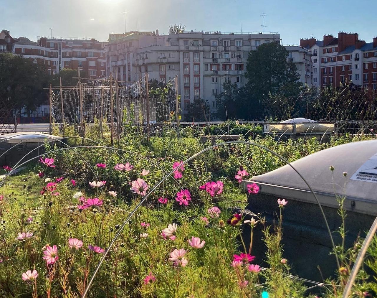 L'efficacité d'un toit végétalisé dépend de l’épaisseur du substrat, c'est à dire de la couche de terre, ici la Ferme florale urbaine sur le toit de l'hôpital Debré à Paris (XIXe). DR