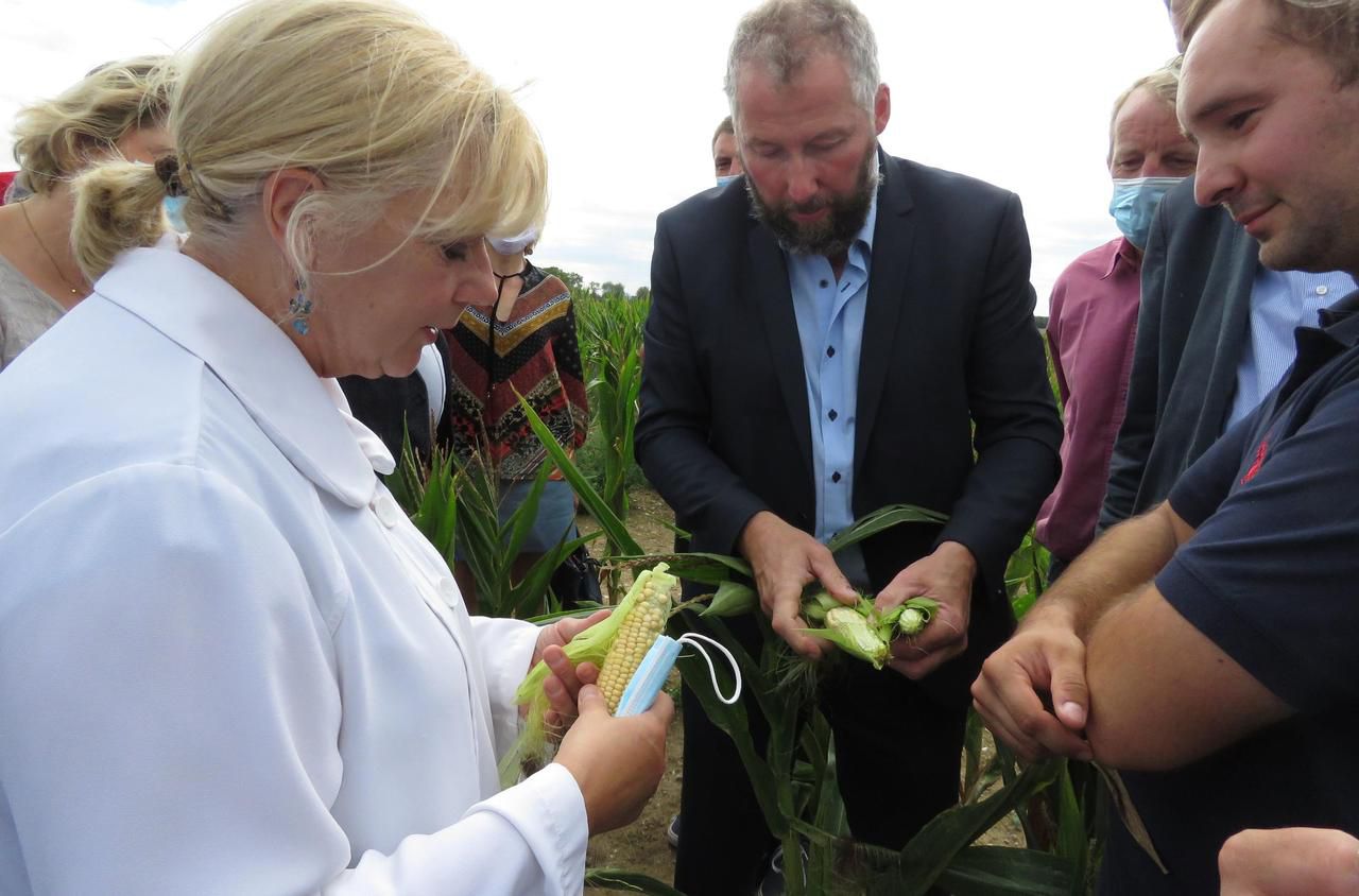 <b></b> Labosse. Régis Desrumaux, président de la FDSEA, montre à la préfète de l’Oise, Corinne Orzechowski, les dégâts causés par la sécheresse sur le maïs planté par Mathieu Sneyaert, exploitant agricole.