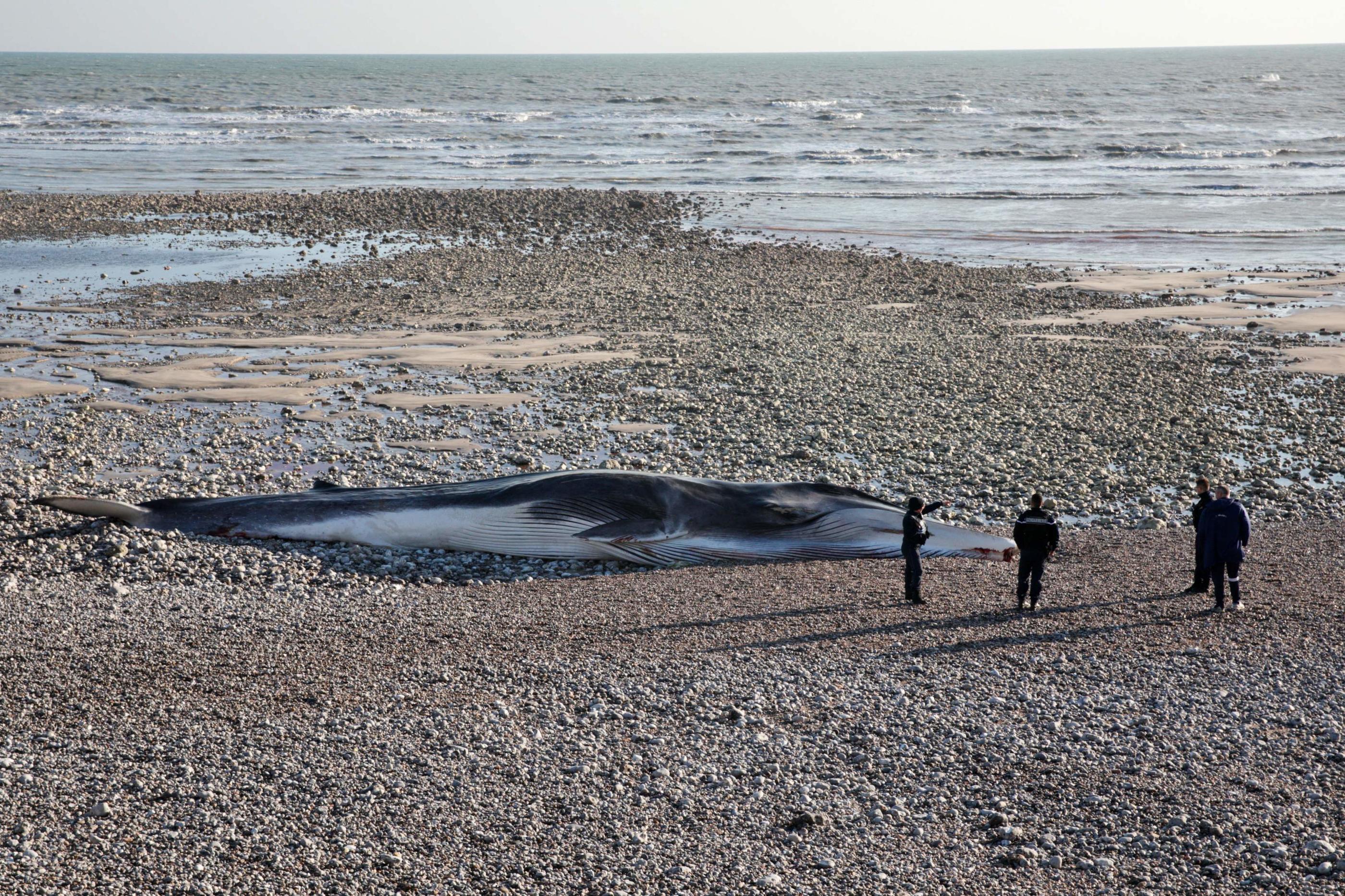 La baleine s'est échouée mercredi dernier sur la plage de Saint-Valéry-en-Caux, mais n'a pas pu être déplacée. AFP/Lou Benoist