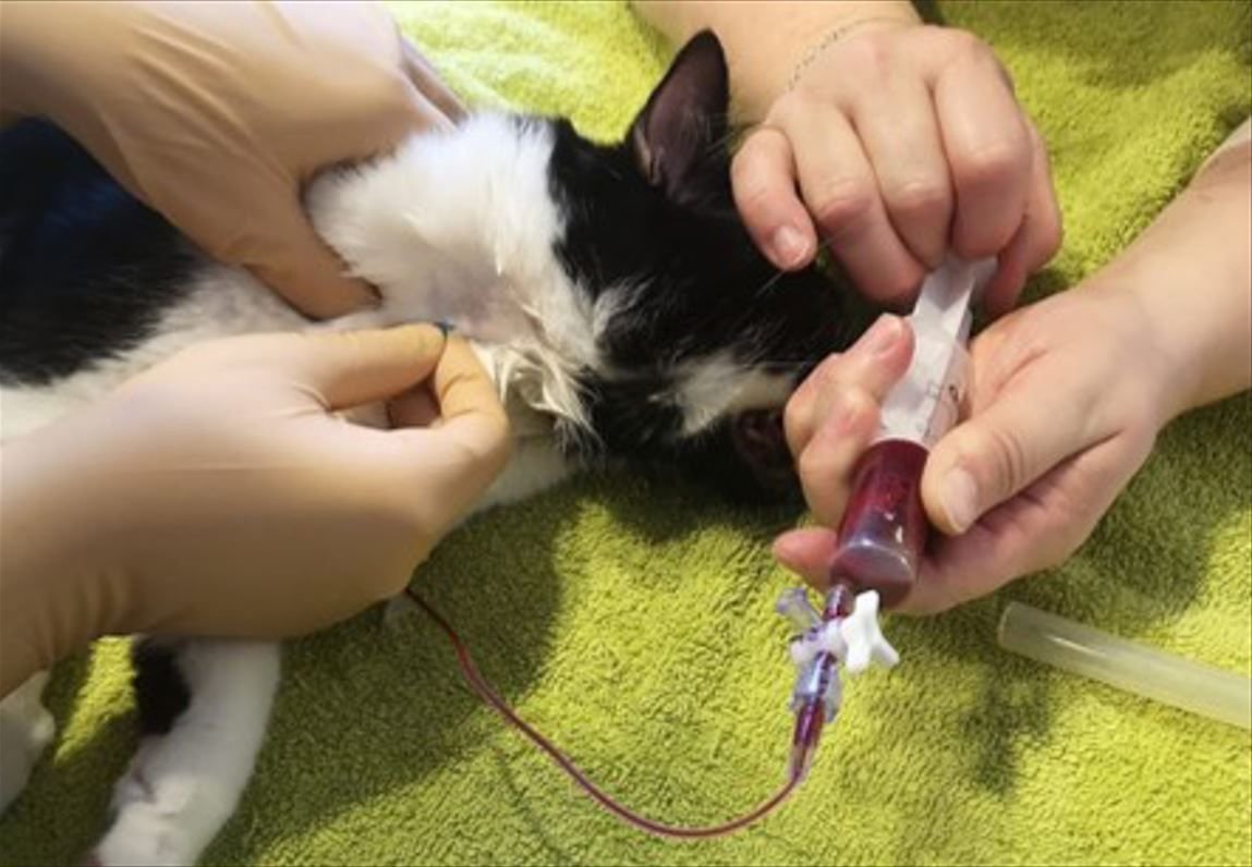 À l'école vétérinaire d'Alfort, dans le Val-de-Marne, une banque de sang félin est rattachée au service des soins intensifs. Ici, une transfusion sur un chat. EnVa