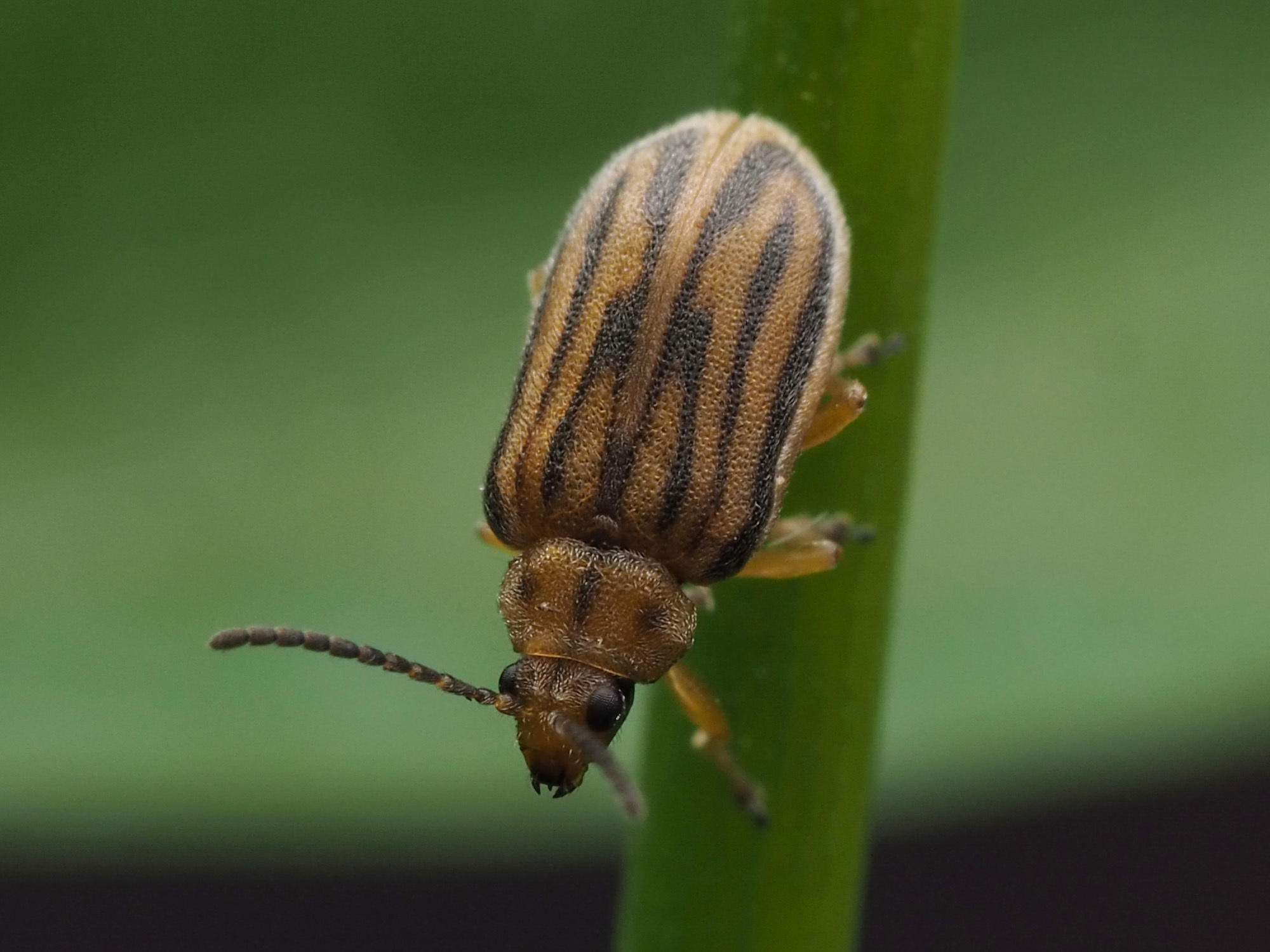 Le minuscule coléoptère Ophraella communa a été repéré cet été dans la région de Lyon, où sa présence a été confirmée début octobre (Illustration).  INaturalist/Zygy