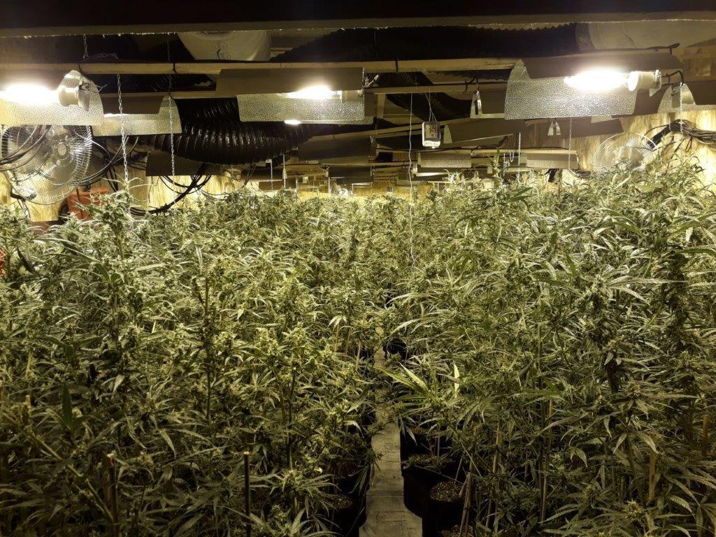 Les plants de cannabis étaient cultivés dans une ferme située dans le sud de l'Espagne. (Illustration) DR