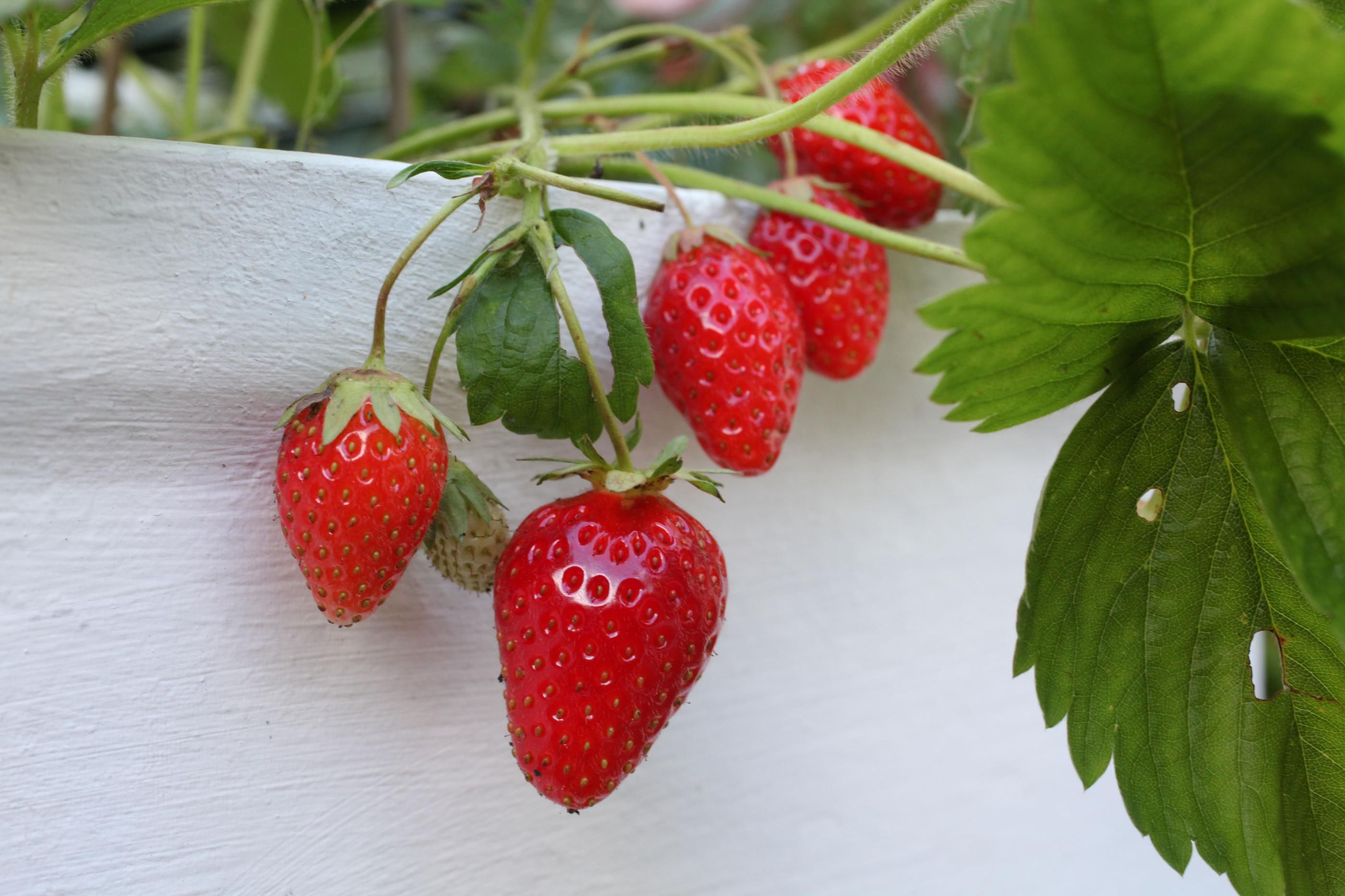 Riches en vitamines, pauvres en calories, les fraises regorgent d'atouts nutritionnels. LP/Olivier Boitet