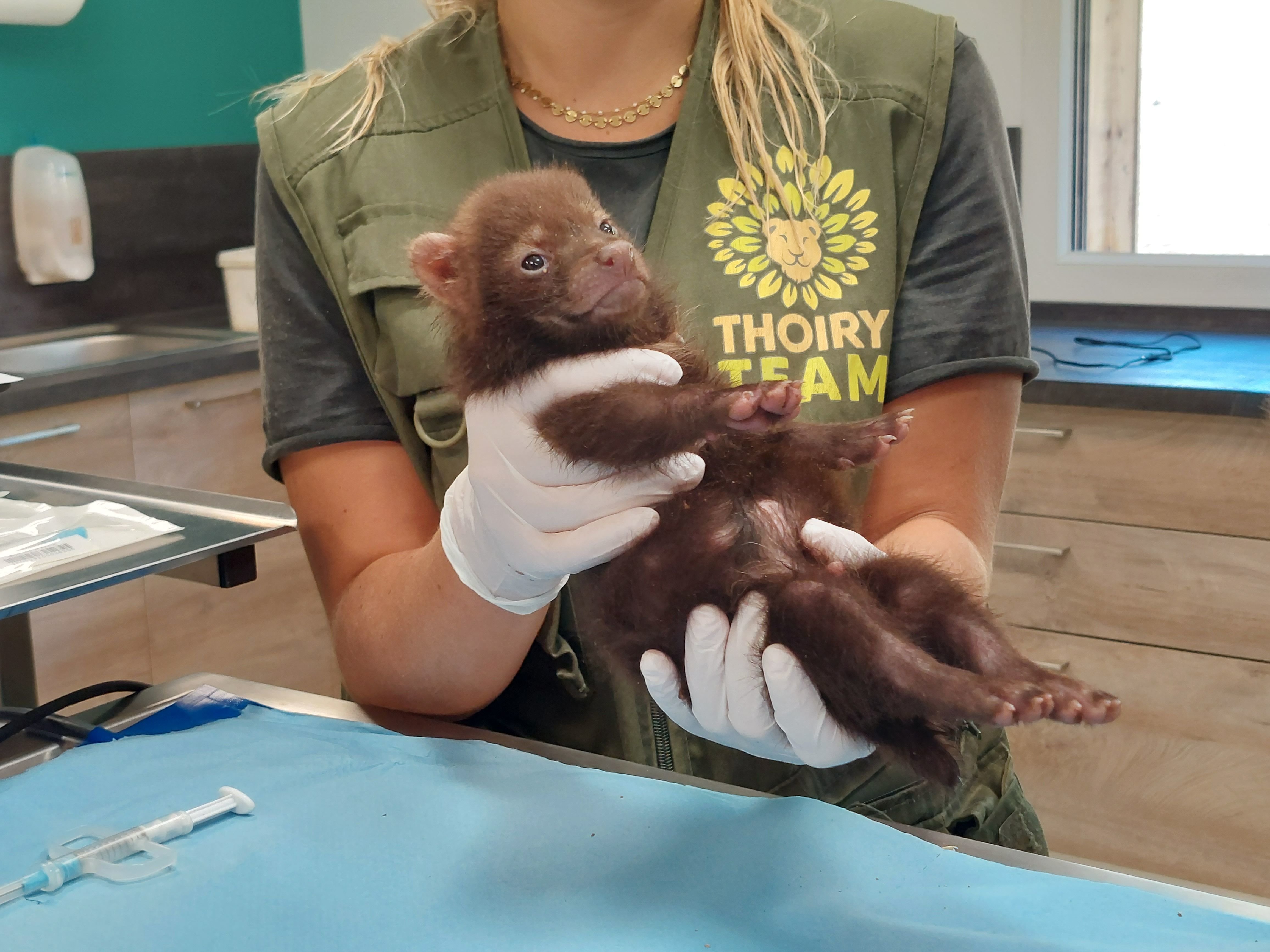 Zoo de Thoiry (Yvelines), le 2 août. Agé d'à peine 6 semaines, l'un des petits chiens des buissons est récemment passé pour la première fois dans les mains du vétérinaire. LP/Virginie Wéber