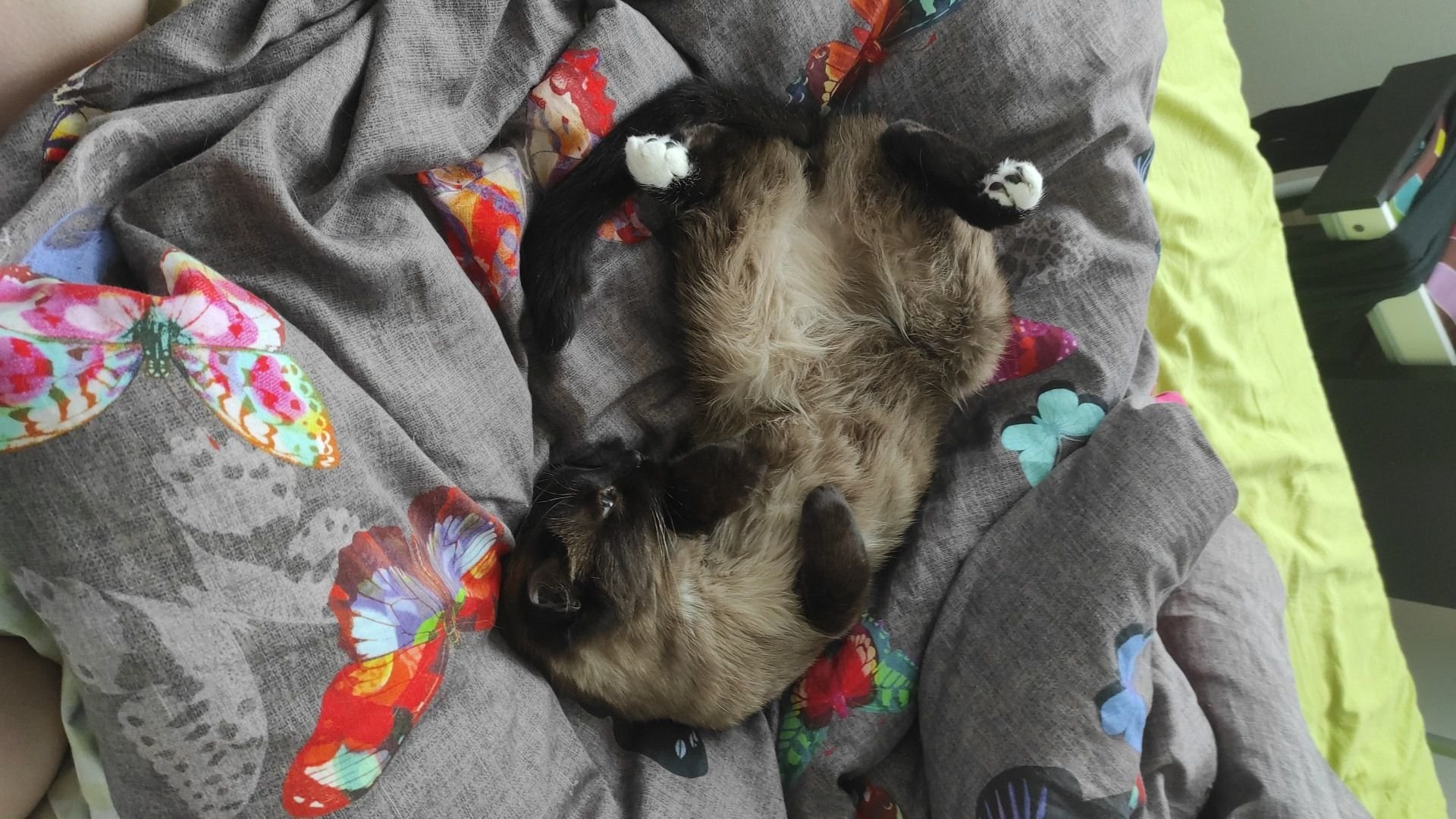 Choisy Le Roi L Association De Defense Animale Stephane Lamart Condamnee Apres Un Vol De Chat Le Parisien