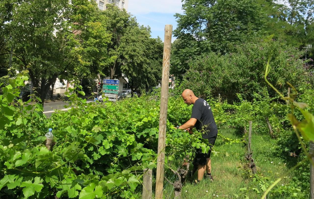 A l'instar de Joinville-le-Pont (photo), Villeneuve-Saint-Georges veut renouer avec sa tradition viticole et plantera des ceps samedi 3 juin à 17h30. LP/Corinne Nèves