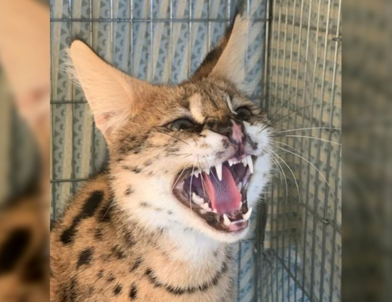 Trafic D Animaux Sauvages Sur Les Traces Du Serval De Grasse Le Parisien