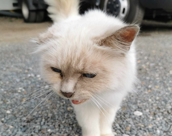La première fois que j'ai perdu mon chat LE JOUR OU J'AI PERDU MON CHAT - YouTube