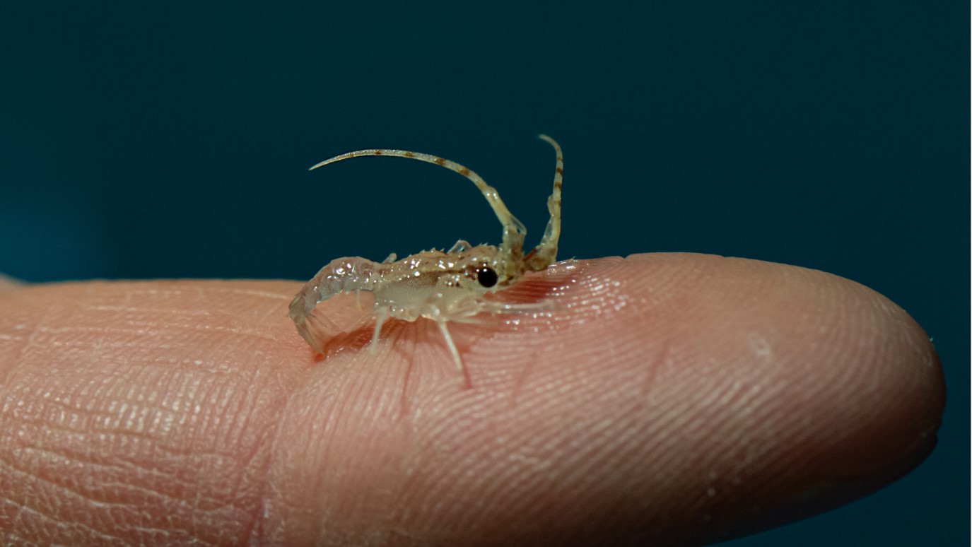 En Corse, reproduction réussie de langoustes rouges en laboratoire, une «avancée scientifique majeure»