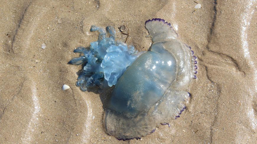 Les méduses ne se cantonnent pas aux eaux chaudes de la Méditerranée. On les trouve aussi sur le littoral Atlantique et dans la Manche (Illustration). Radio France/Marianne Yotis