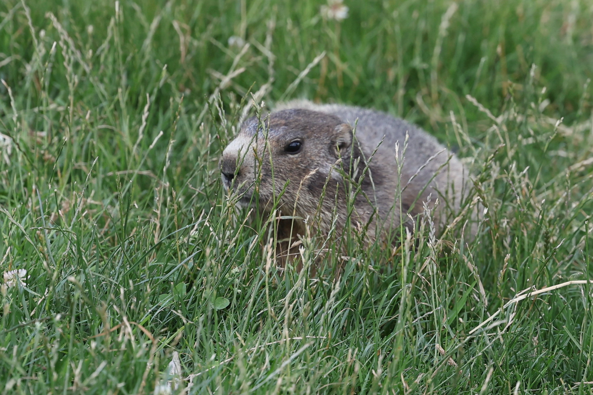 La chasse à la marmotte s'ouvre ce week-end jusqu'à la mi-octobre. LP/Arnaud Journois