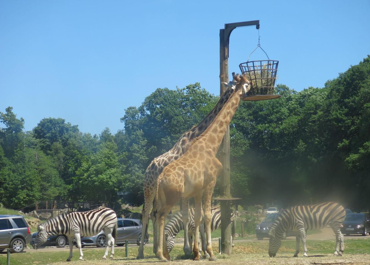 <b></b> Thoiry. Les familles ont pu visiter la réserve africaine depuis un car et observer de près les animaux : girafes, éléphant, buffles, ours, rhinocéros, bisons… 