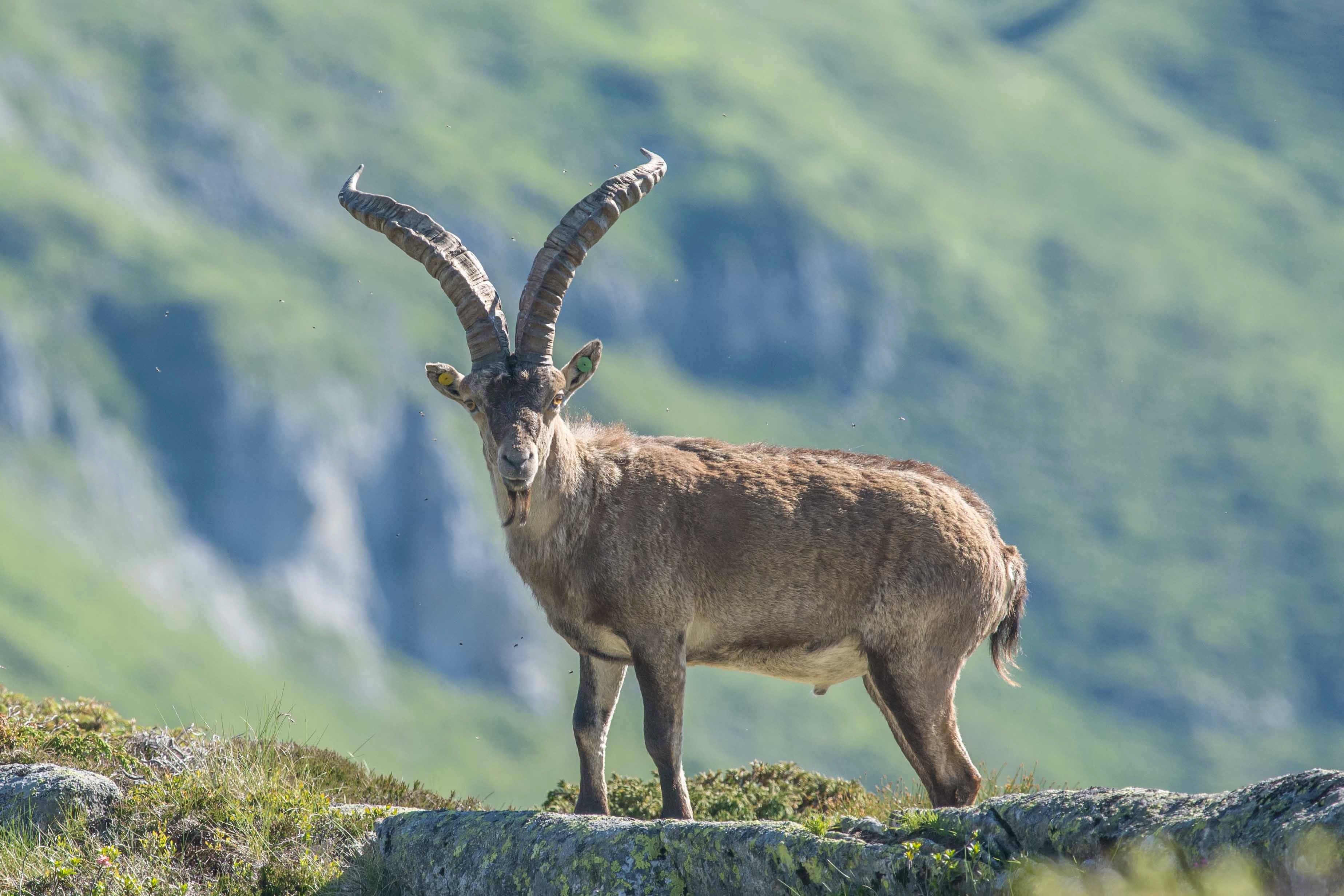 Les bouquetins, qui avaient totalement disparu des Pyrénées, y sont désormais assez facilement observables. PNR des Pyrénées ariégeoises/Julien Canet