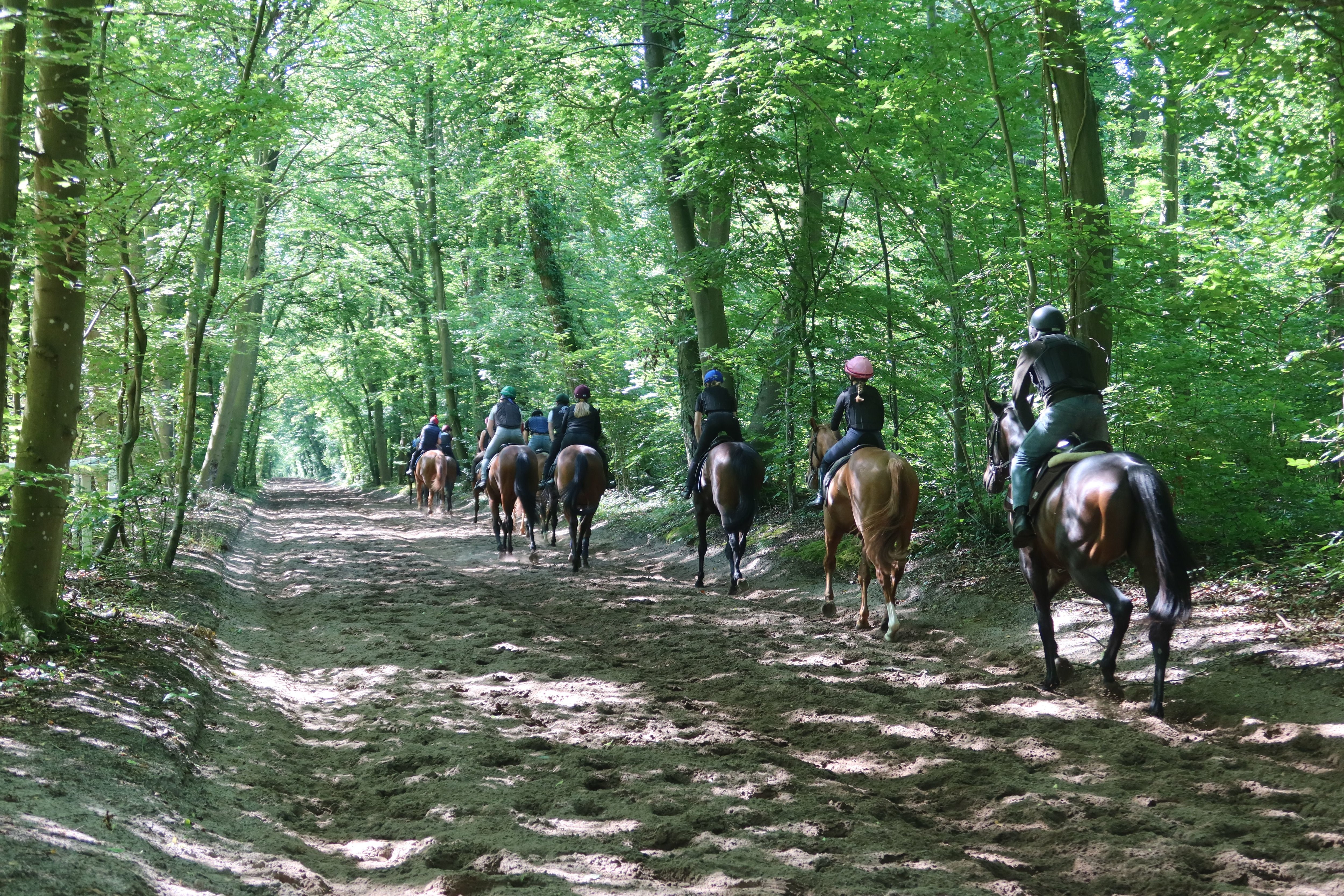 Chantilly (Oise), le 24 juin. Le centre d'entraînement pour chevaux de course de France Galop est l'un des plus grands d'Europe. Bientôt, le fumier équin sera valorisé grâce à une unité de méthanisation installée à Gouvieux. LP/Florent Heib