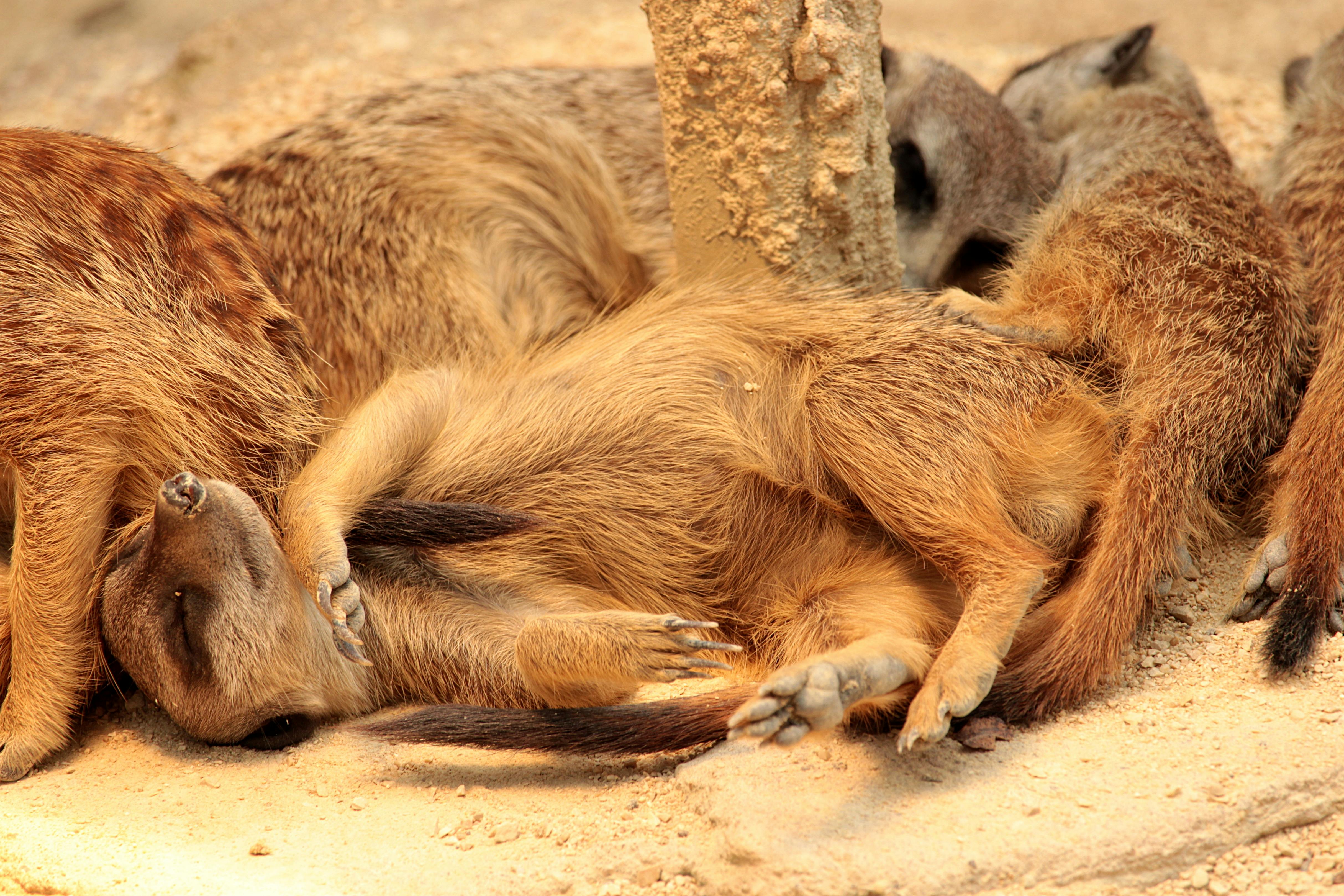 Couche-tôt ou couche tard, les groupes de suricates ont des traditions de sommeil qui se perpétuent sur des générations. Pexels/Miriam Fischer