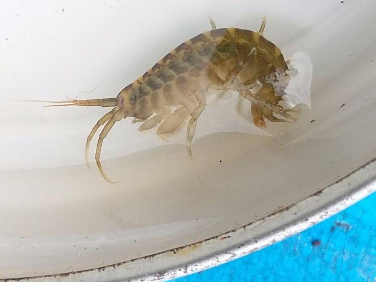 Une crevette tueuse du Danube a été récemment pêchée dans un étang de l'Île de loisirs. La tête est à gauche.