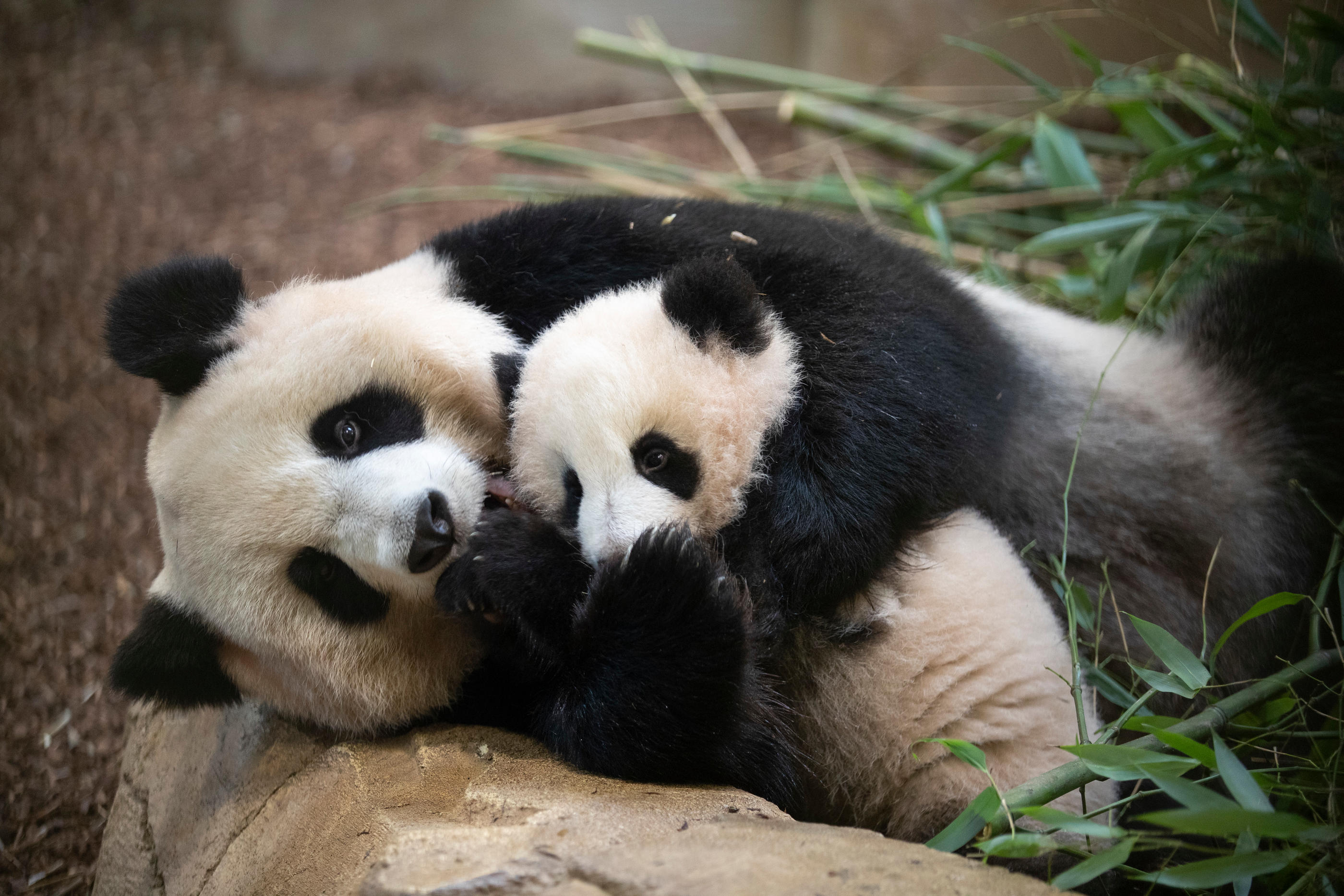 Au zoo de Beauval, permission de sortie pour les jumelles panda