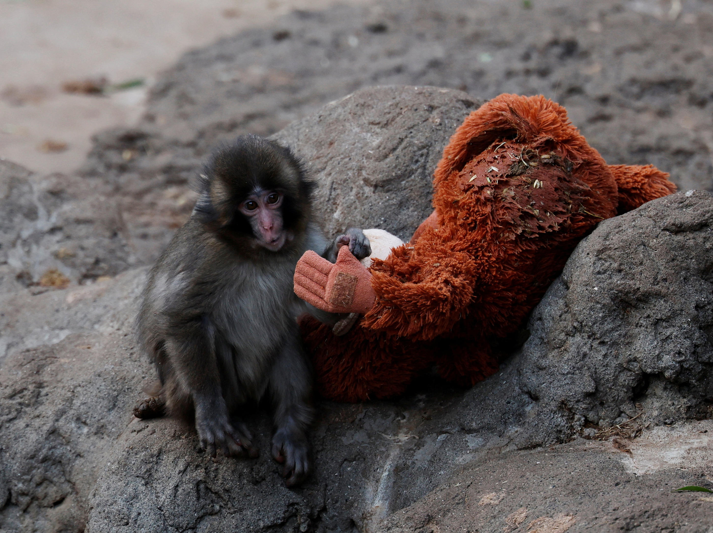 Punch The Monkey – Figurine Articulée Singe Avec Arbre Support – Symbole D'Amour Et Résilience – Cadeau Émotionnel 14 Ans+