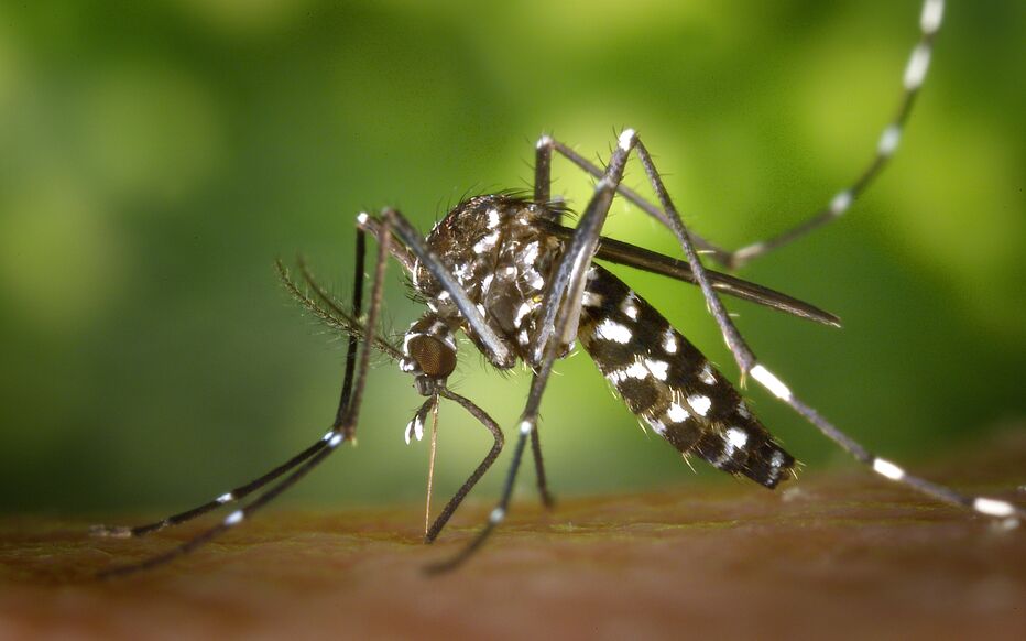 Le moustique-tigre peut transmettre des virus comme la dengue. (Illustration) Wikimedia Commons/CDC/James Gathany