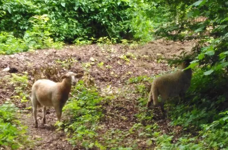 <b></b> Mennecy, ce vendredi. La ville se lance dans l’écopâturage avec des chèvres et moutons pour entretenir le parc de Villeroy. 