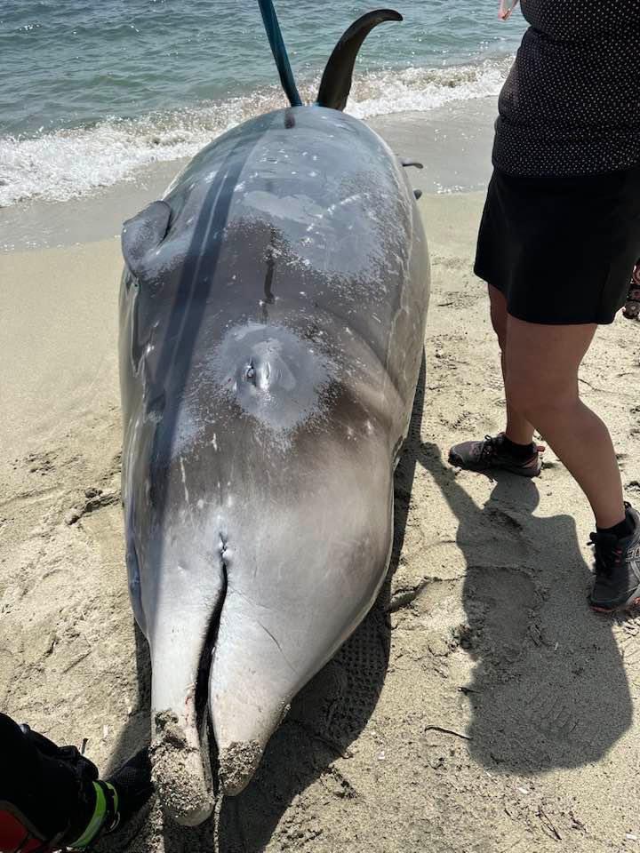 Un baleine à bec cuvier échouée sur une plage corse samedi 18 mai. X /Giudici Francis