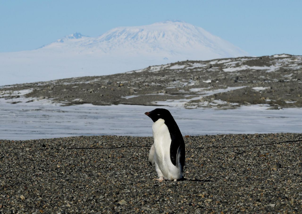 Un manchot en Antarctique. AFP/Mark Ralston