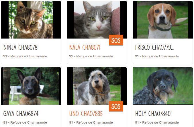 <b></b> La SPA de Chamarande organise les 20 et 21 mai des journées portes ouvertes. 150 animaux sont à adopter. 