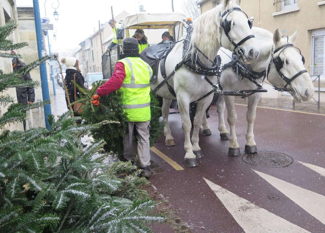 <b></b> Une collecte de sapins en voiture à cheval a lieu tout le week-end dans la commune du Thillay.