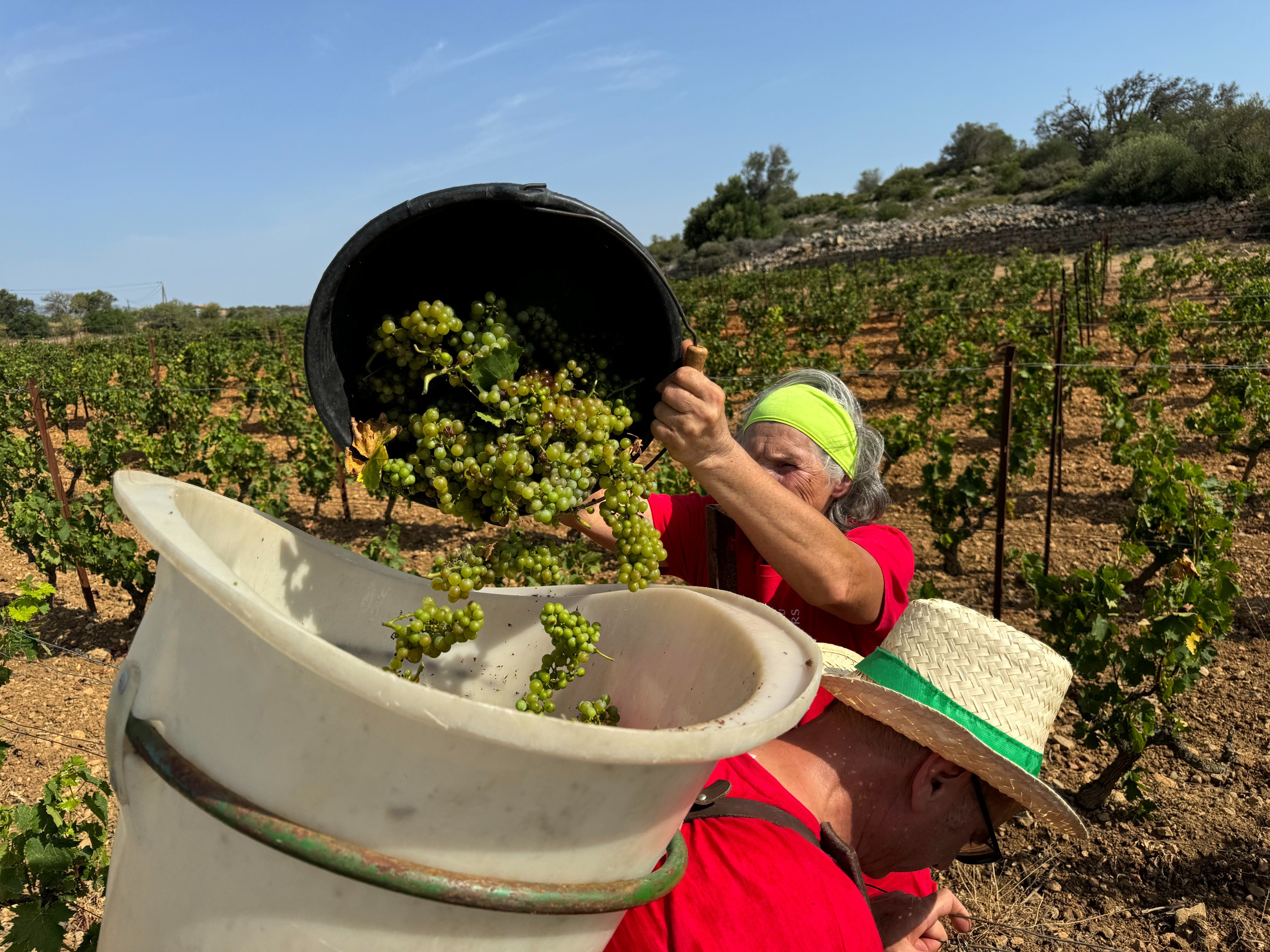 Fitou (Aude) Ce sont les premières  vendanges  de France, au domaine du  Champ des Sœurs, Une parcelle de cépage Muscat petit grain qui souffre d'aridité depuis plusieurs années. LP/Christian Goutorbe