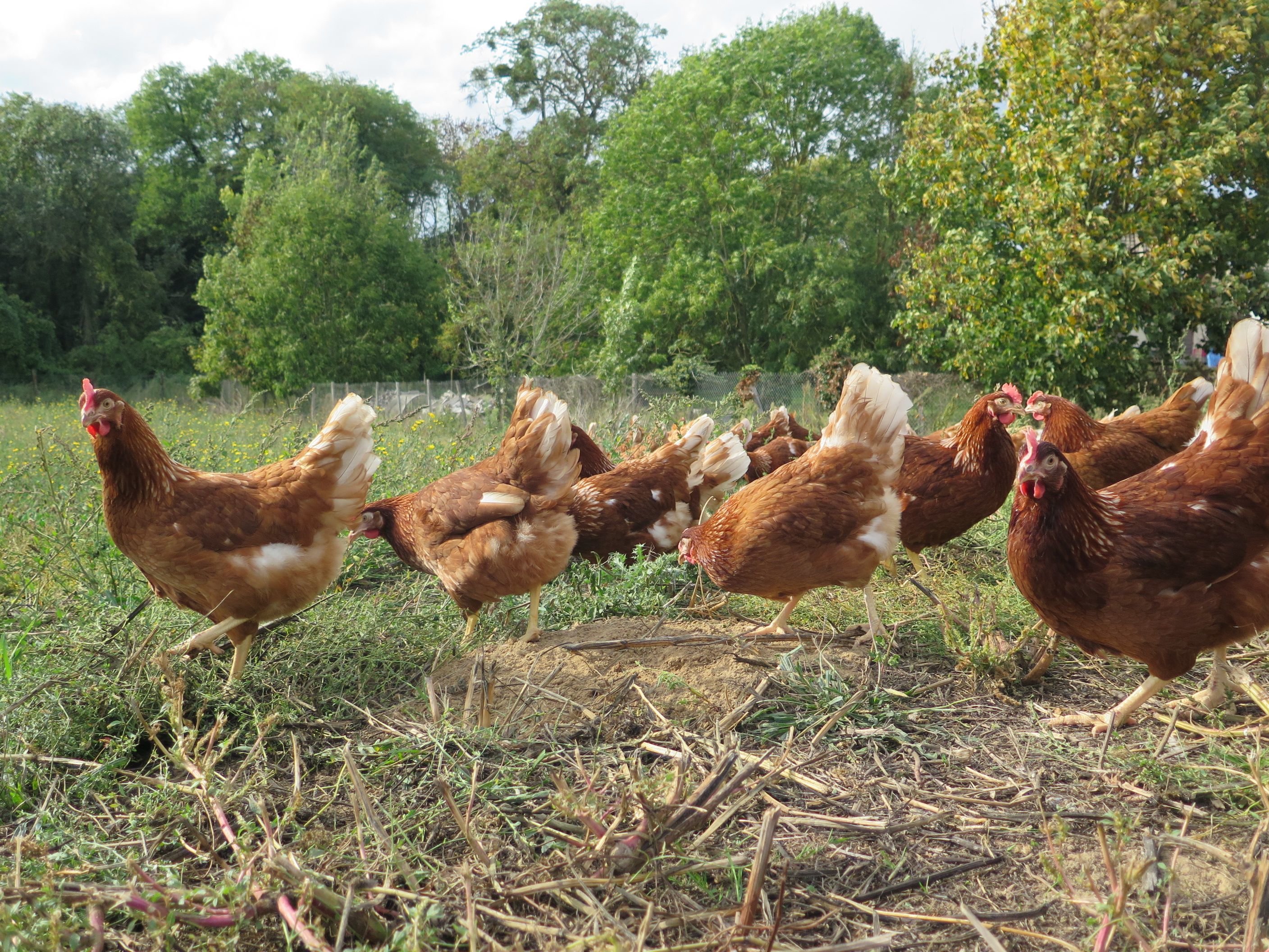 Le poulet du dimanche un plaisir familial ind modable Le Parisien