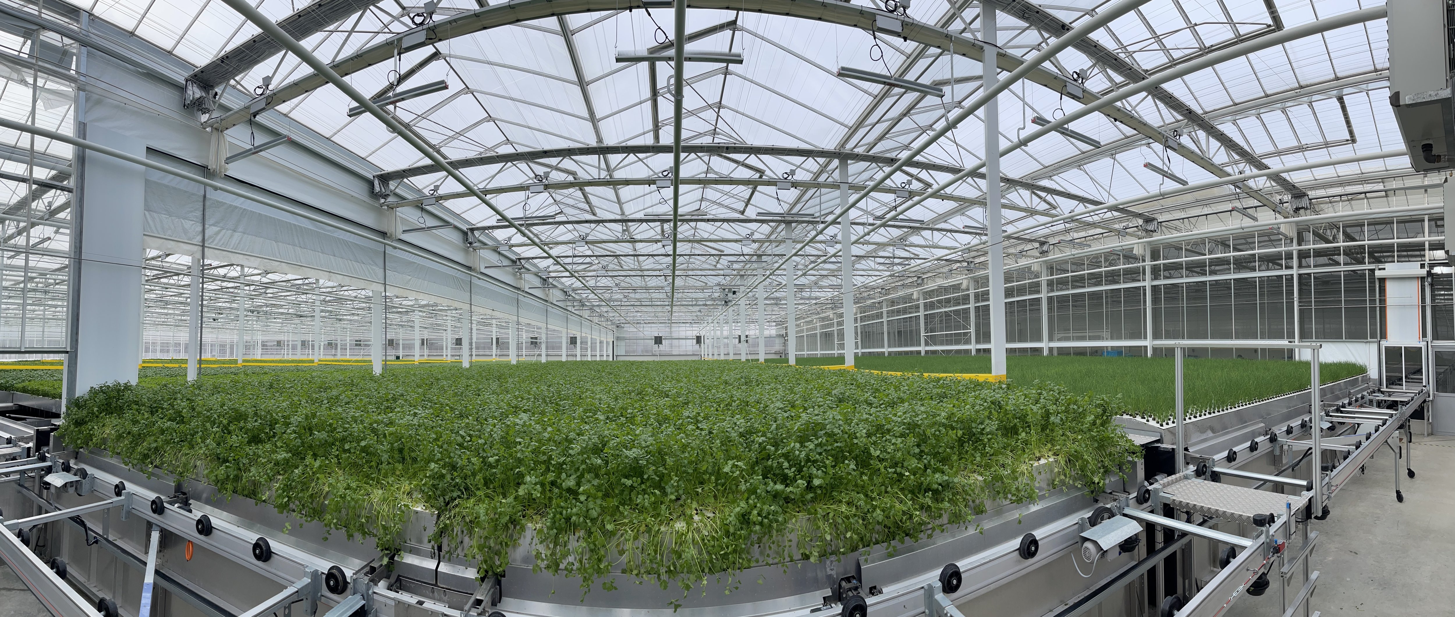 Dans des serres de 7 000 m2, six variétés d'herbes aromatiques poussent hors sol, grâce à une solution nutritive pulvérisée sur leurs racines. DR