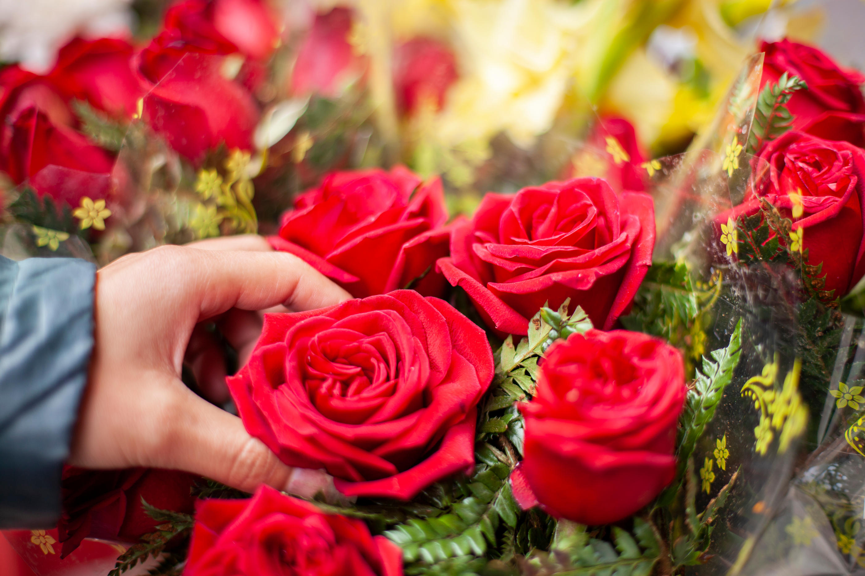 Pour la Saint-Valentin, oubliez le bouquet de roses importées,  «l'équivalent d'un Paris-Londres en avion» - Le Parisien