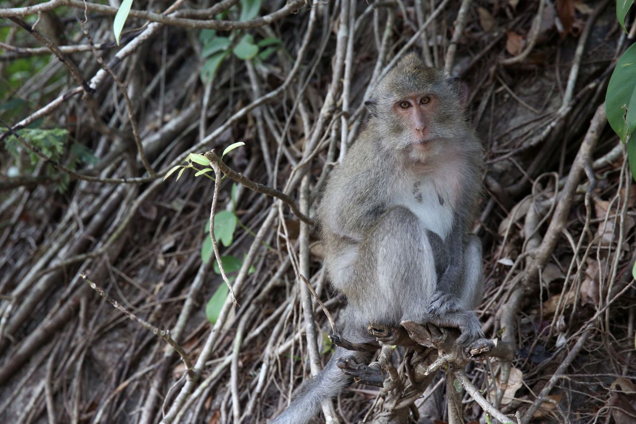 Landes : une centaine de macaques de la Pinède des singes euthanasiés - Le  Parisien