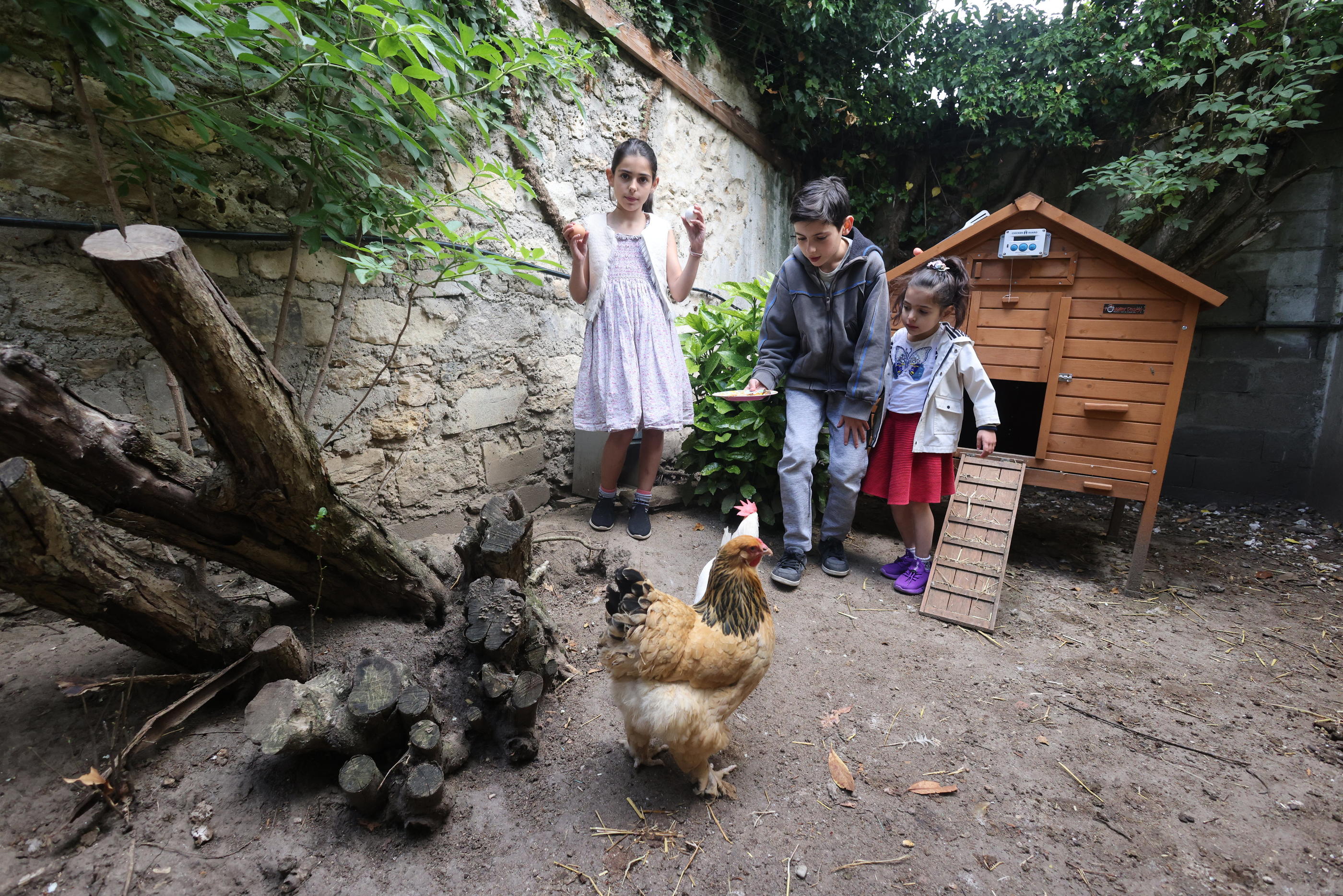 Hindi, âgé de 10 ans, élève avec ses sœurs Eva (à gauche) et Louison, trois poules pondeuses dans le fond du jardin familial, dans les Yvelines. LP/Arnaud Journois