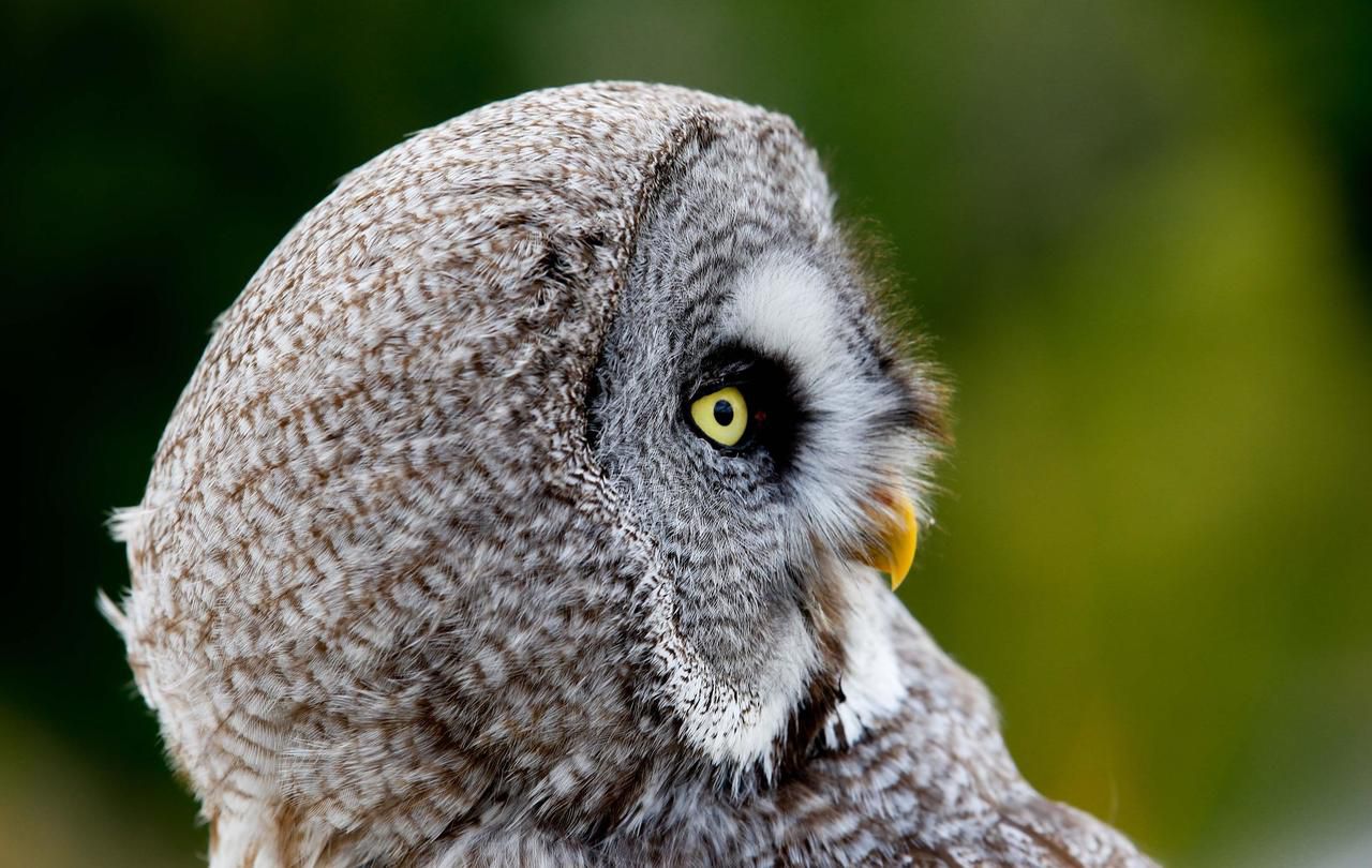 <b></b> Illustration. Les curieux pourront venir observer et écouter les rapaces à la tombée de la nuit. 